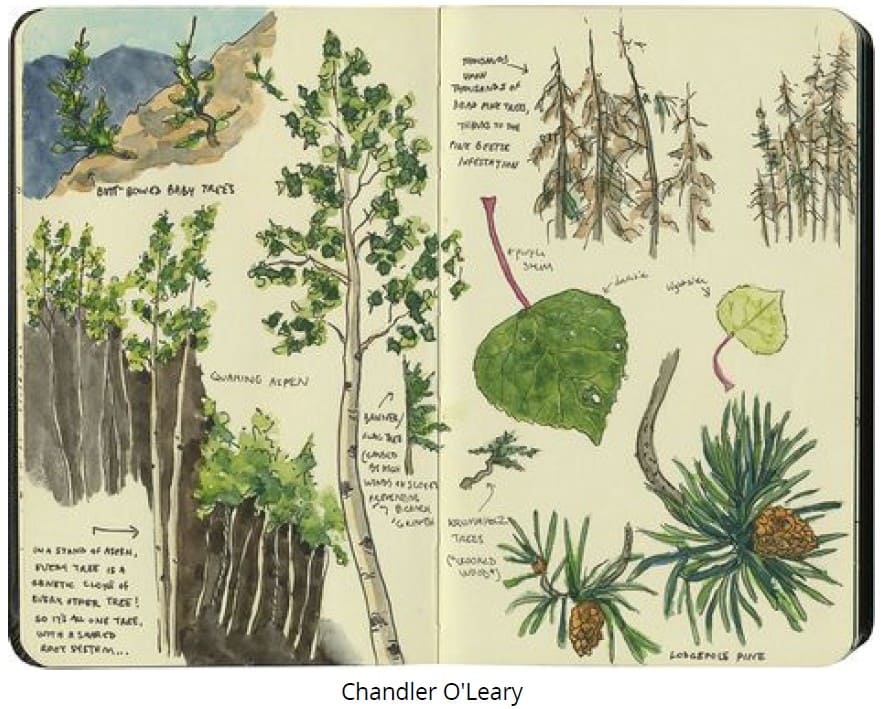 Boceto botánico y notas de campo