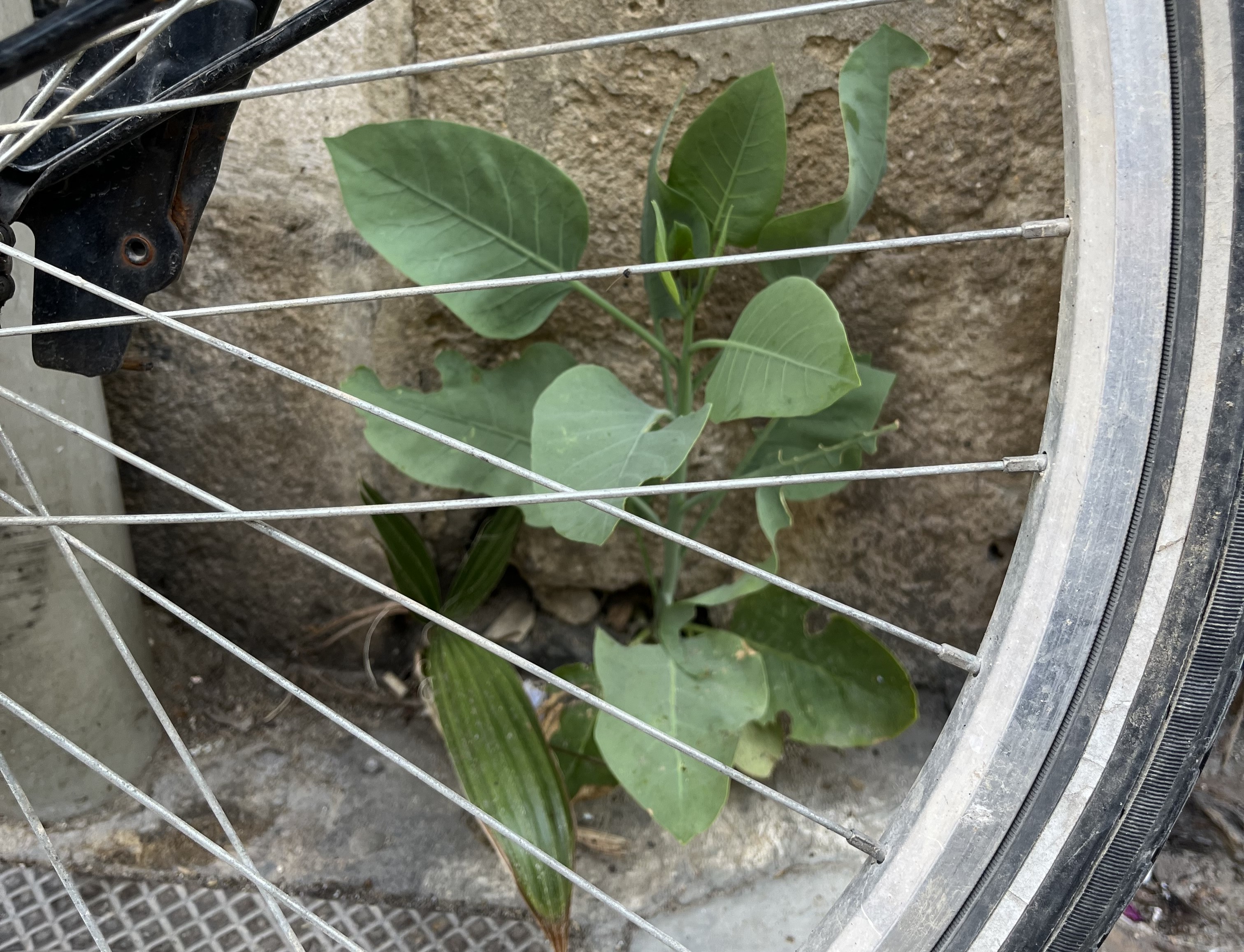 Actividad educativa sobre plantas en el aula