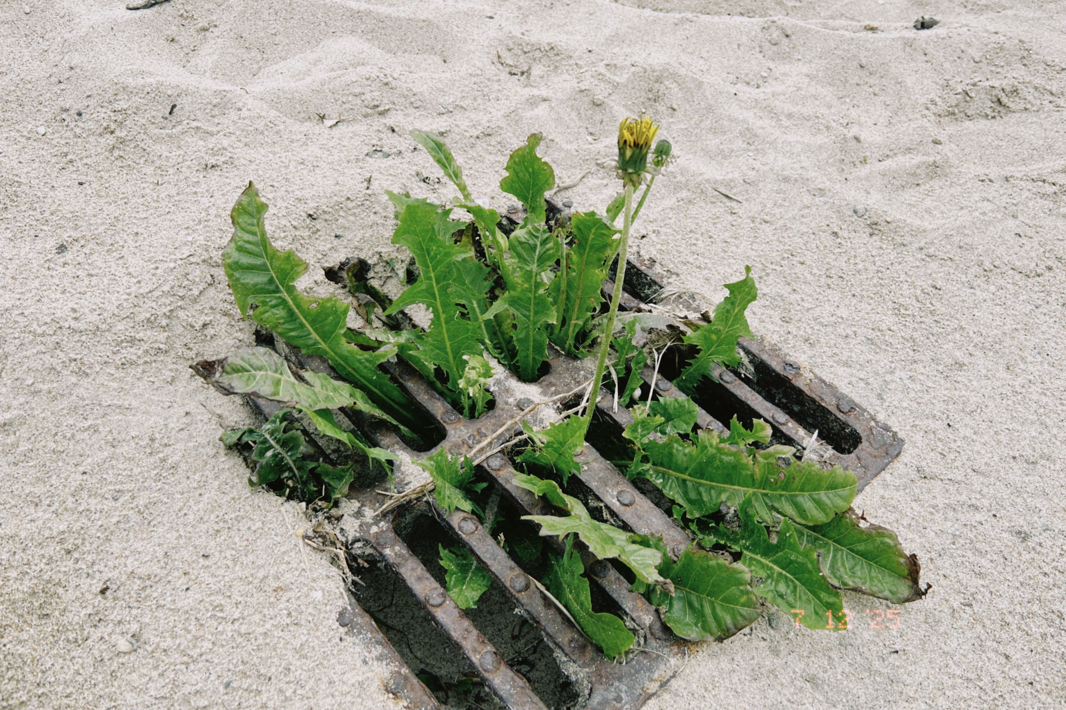 Plantas espontáneas junto a una alcantarilla