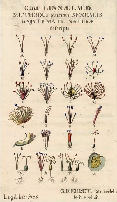 Ilustración y clasificación botánica