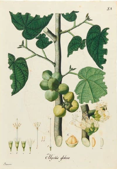 Ilustración botánica histórica