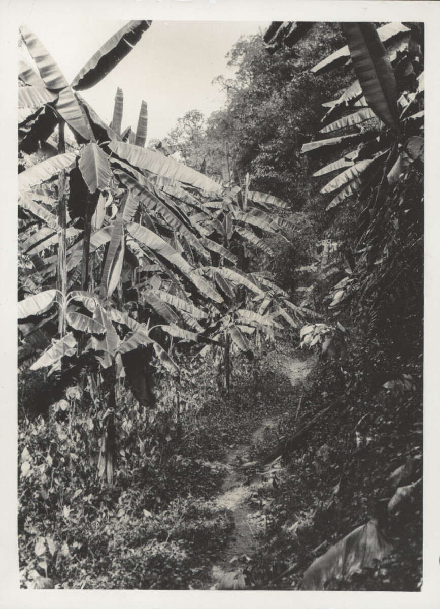 Plantas y materiales botánicos