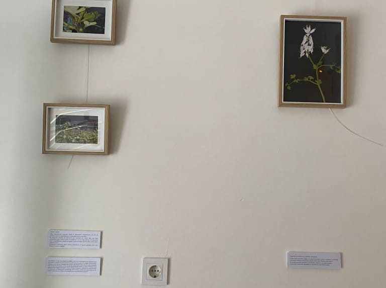 Exposición de herbarios e instalaciones vegetales