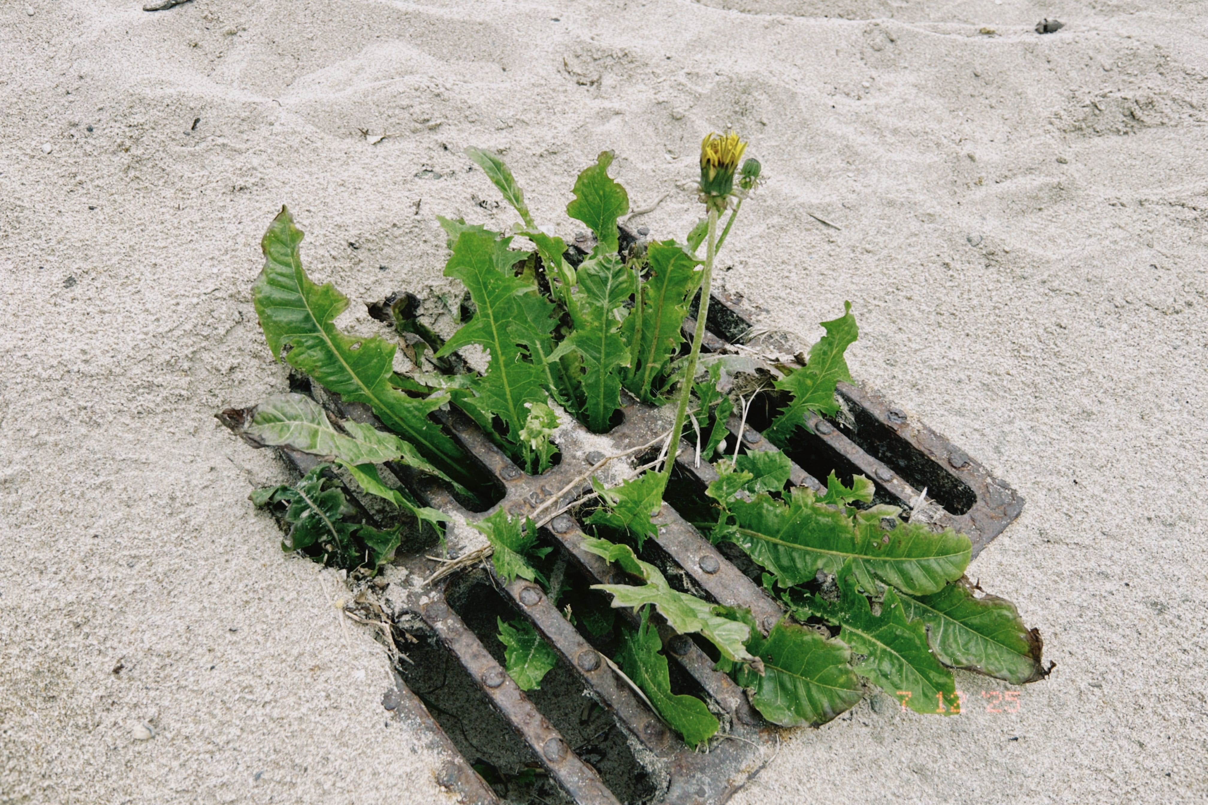 Flora espontánea creciendo en un entorno urbano