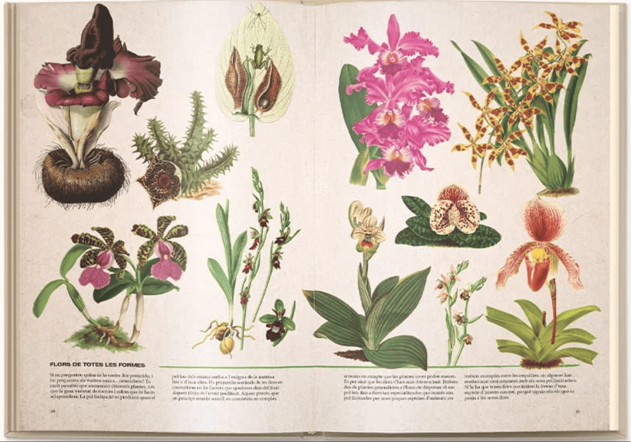 Libros y elementos vegetales