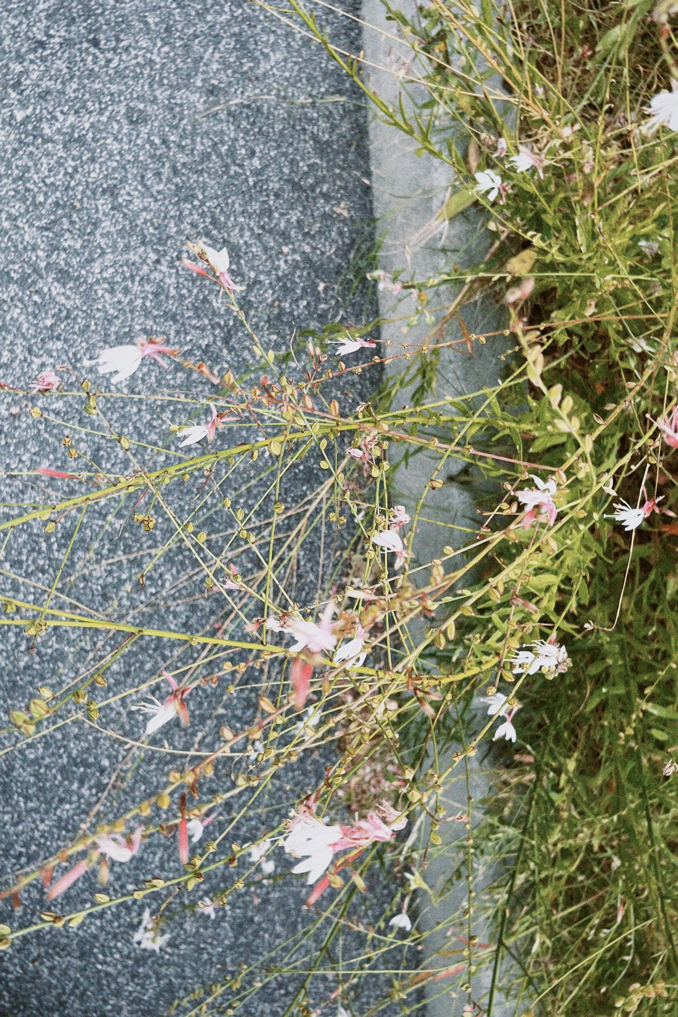 Flora espontánea urbana