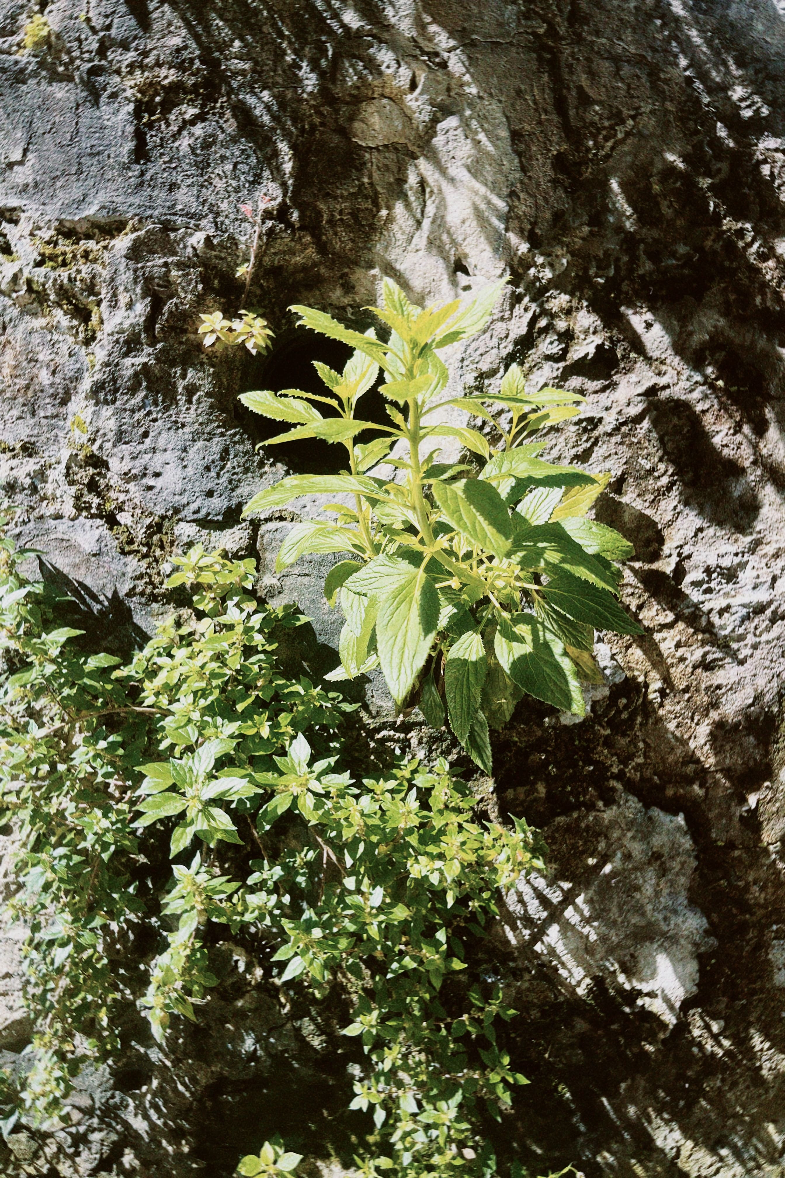 Flora espontánea urbana