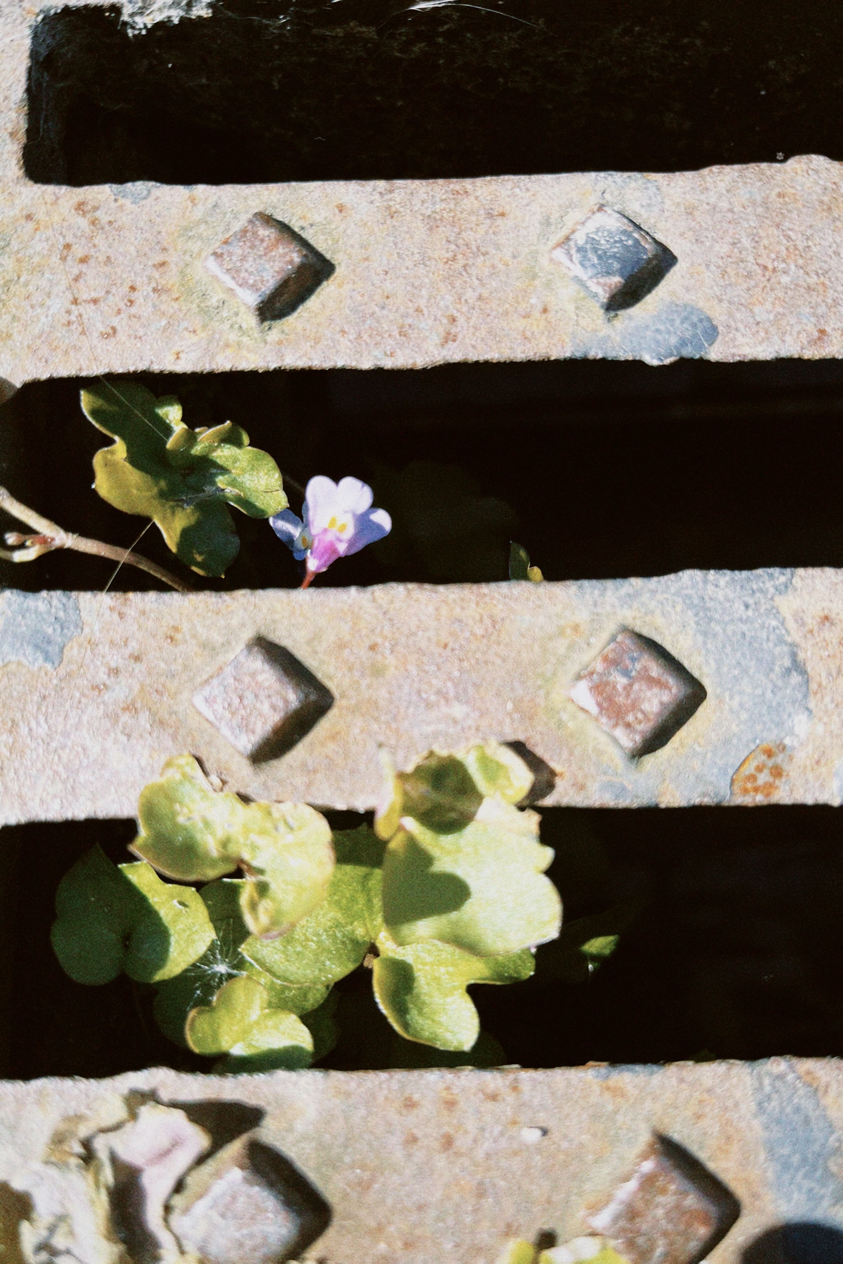 Flora espontánea urbana