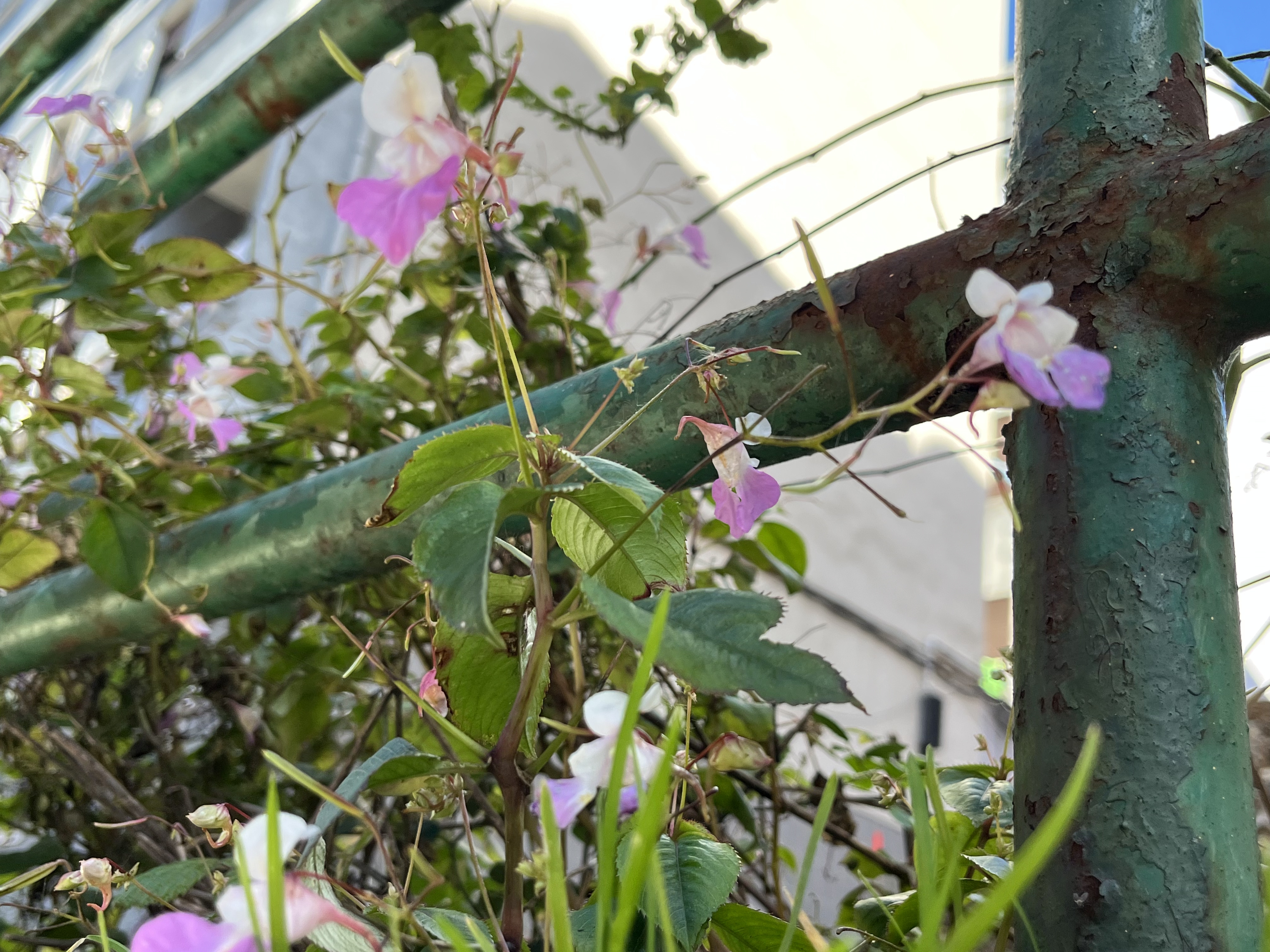 Flora espontánea urbana