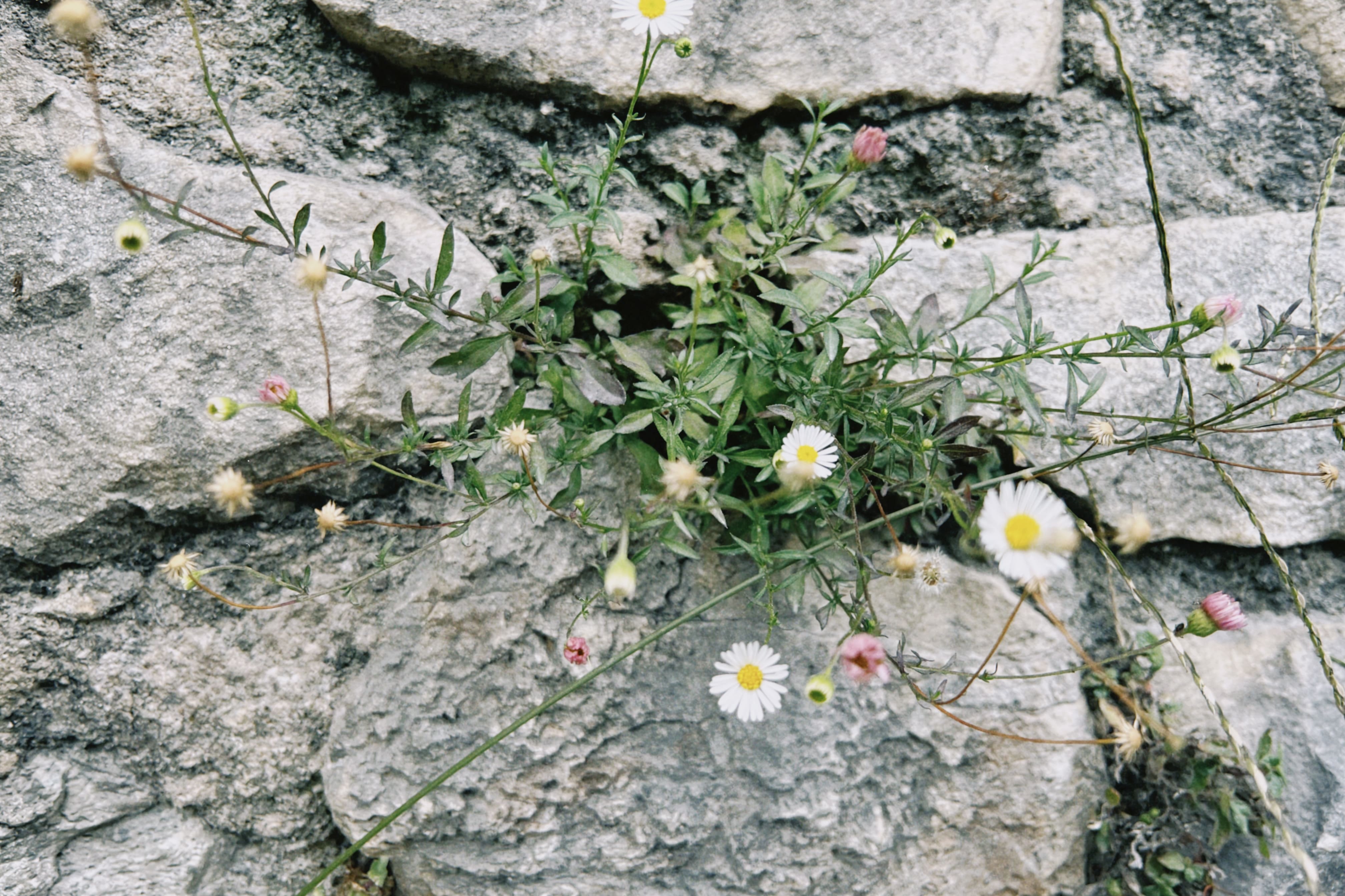 Flora espontánea urbana