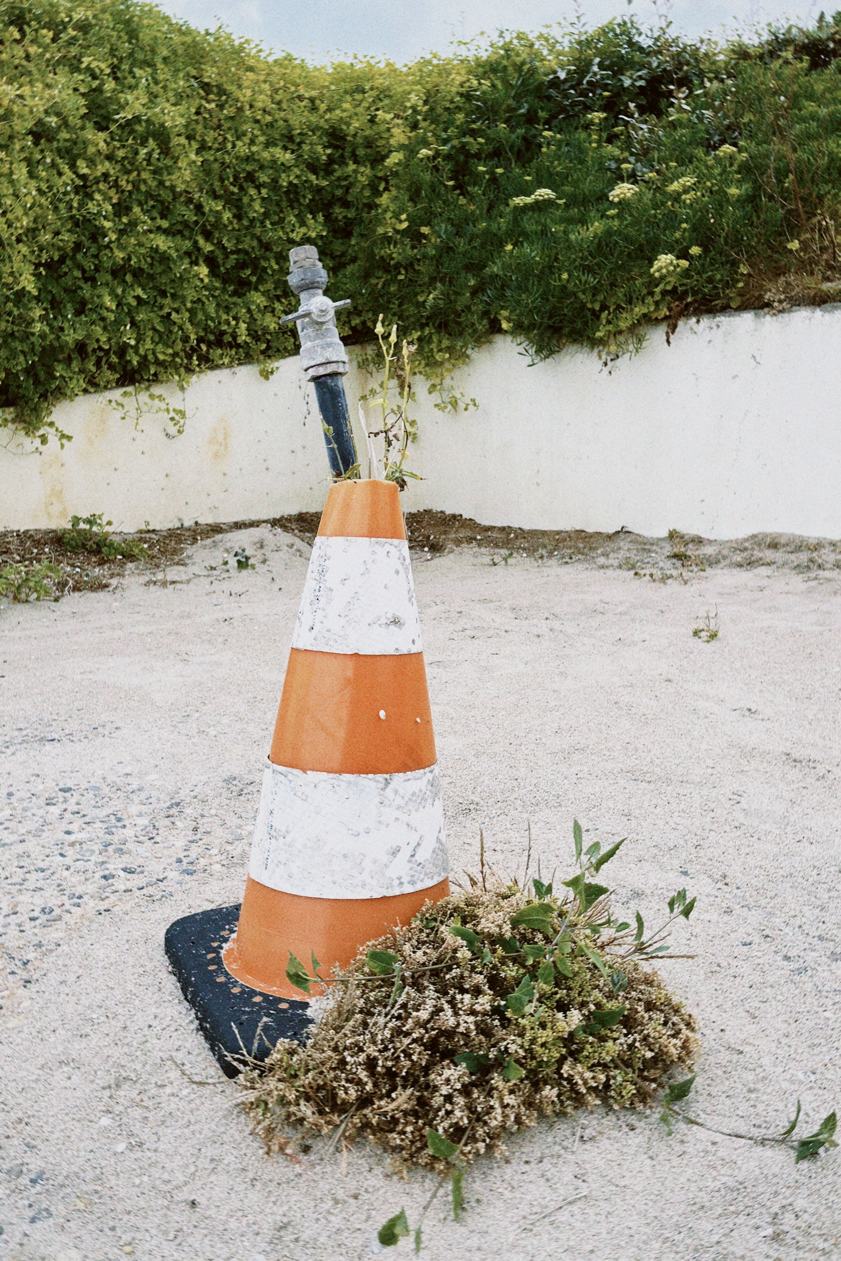 Flora espontánea urbana