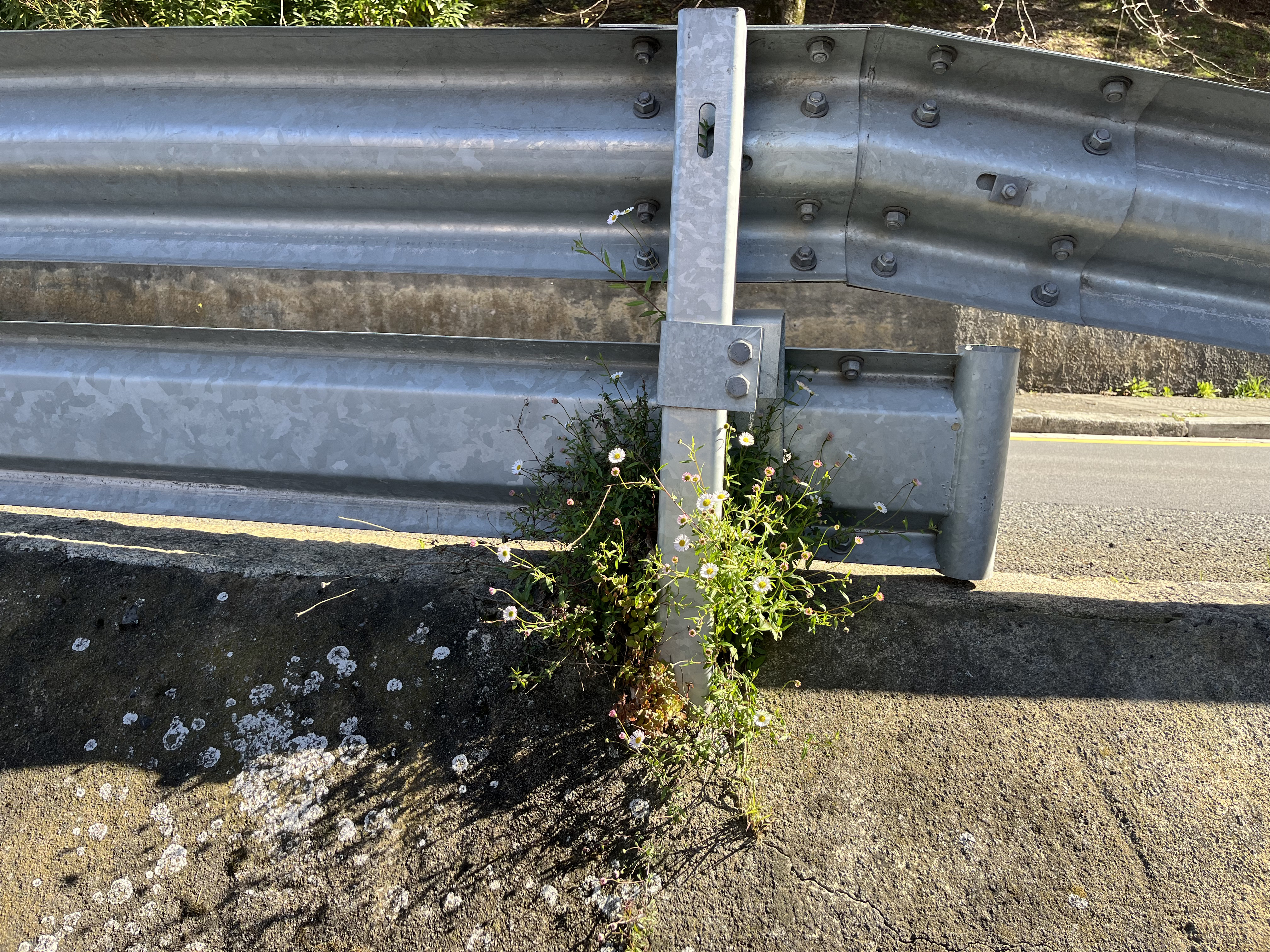 Flora espontánea urbana