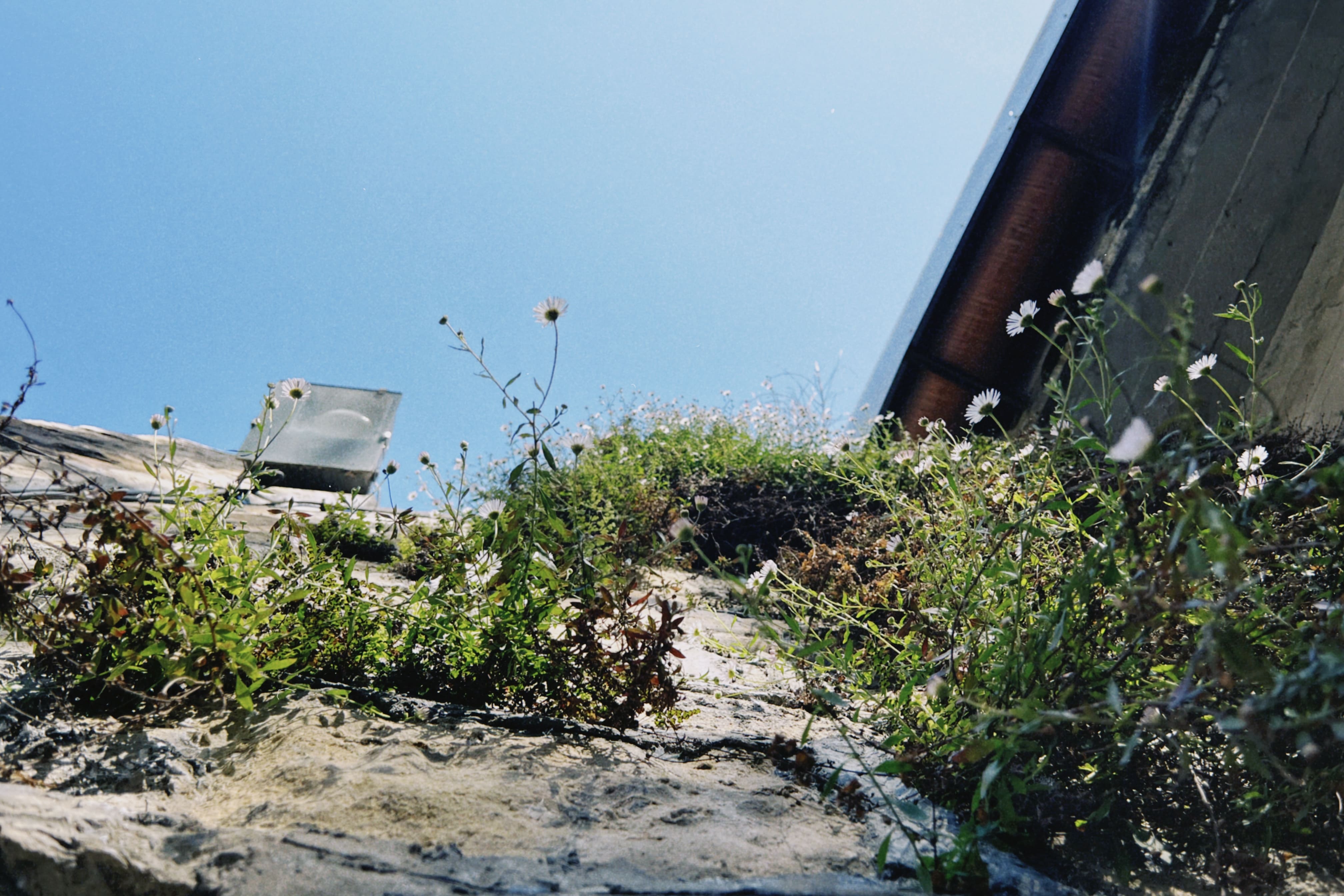 Flora espontánea urbana
