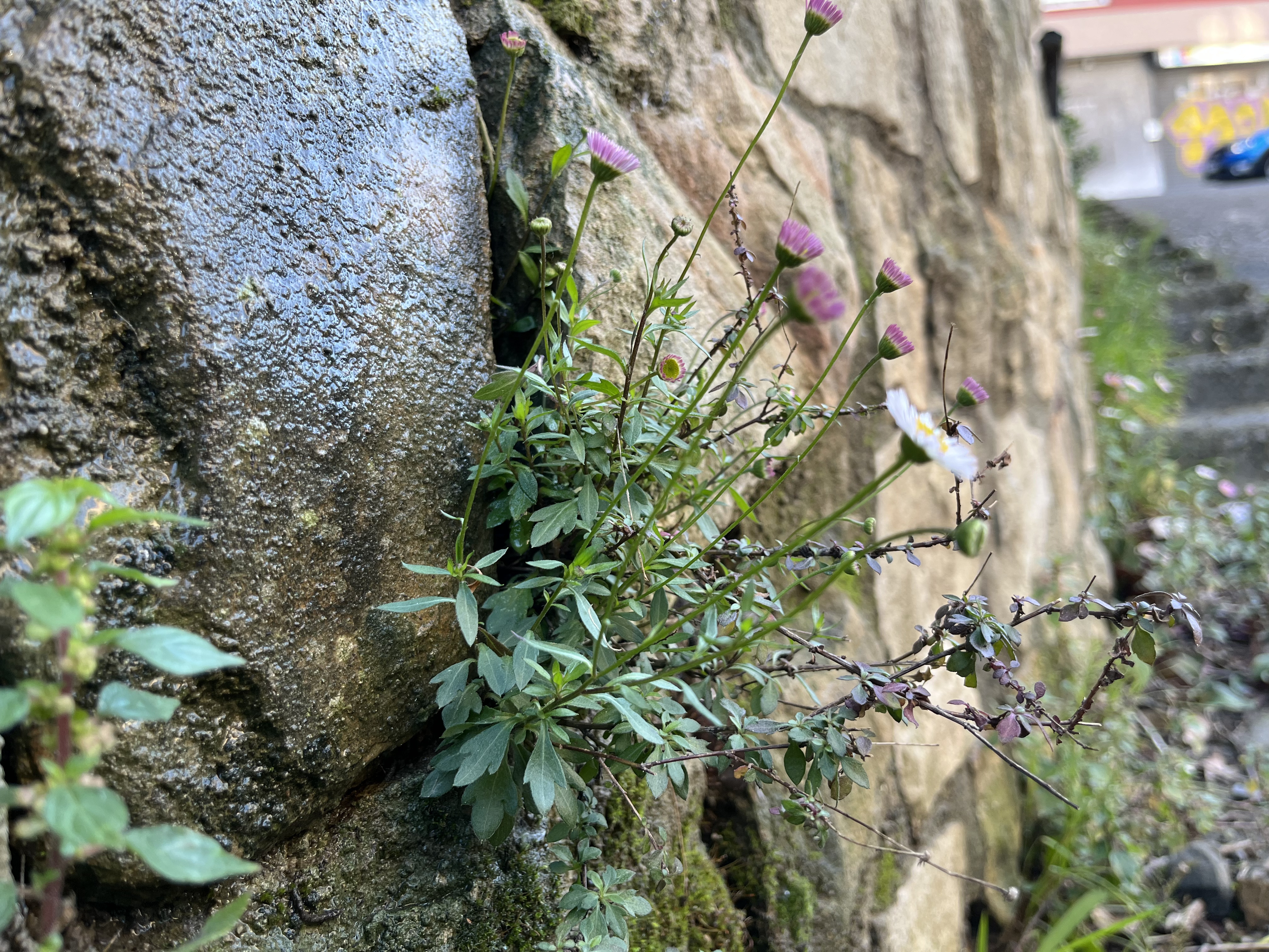 Flora espontánea urbana