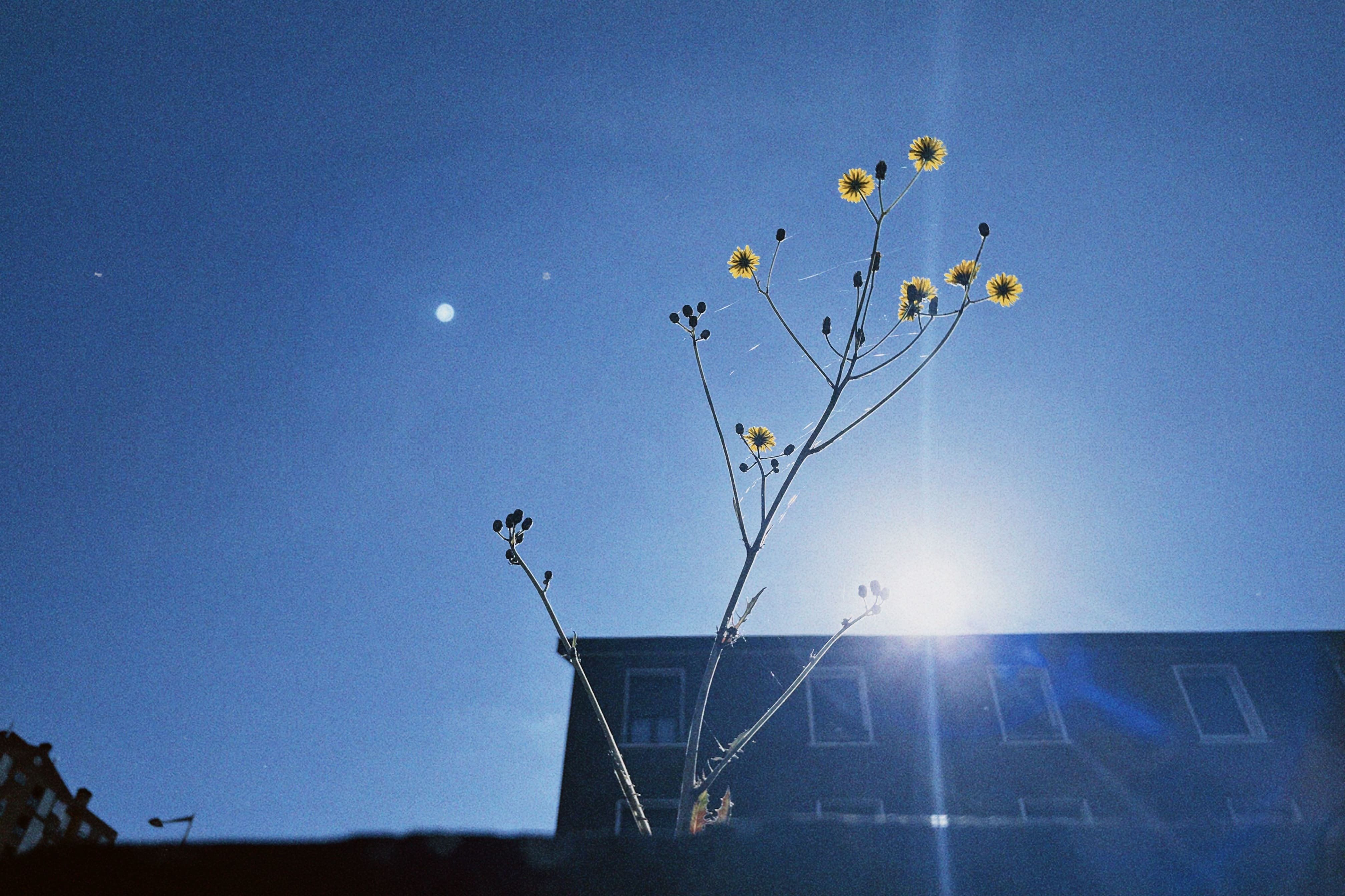 Flora espontánea urbana