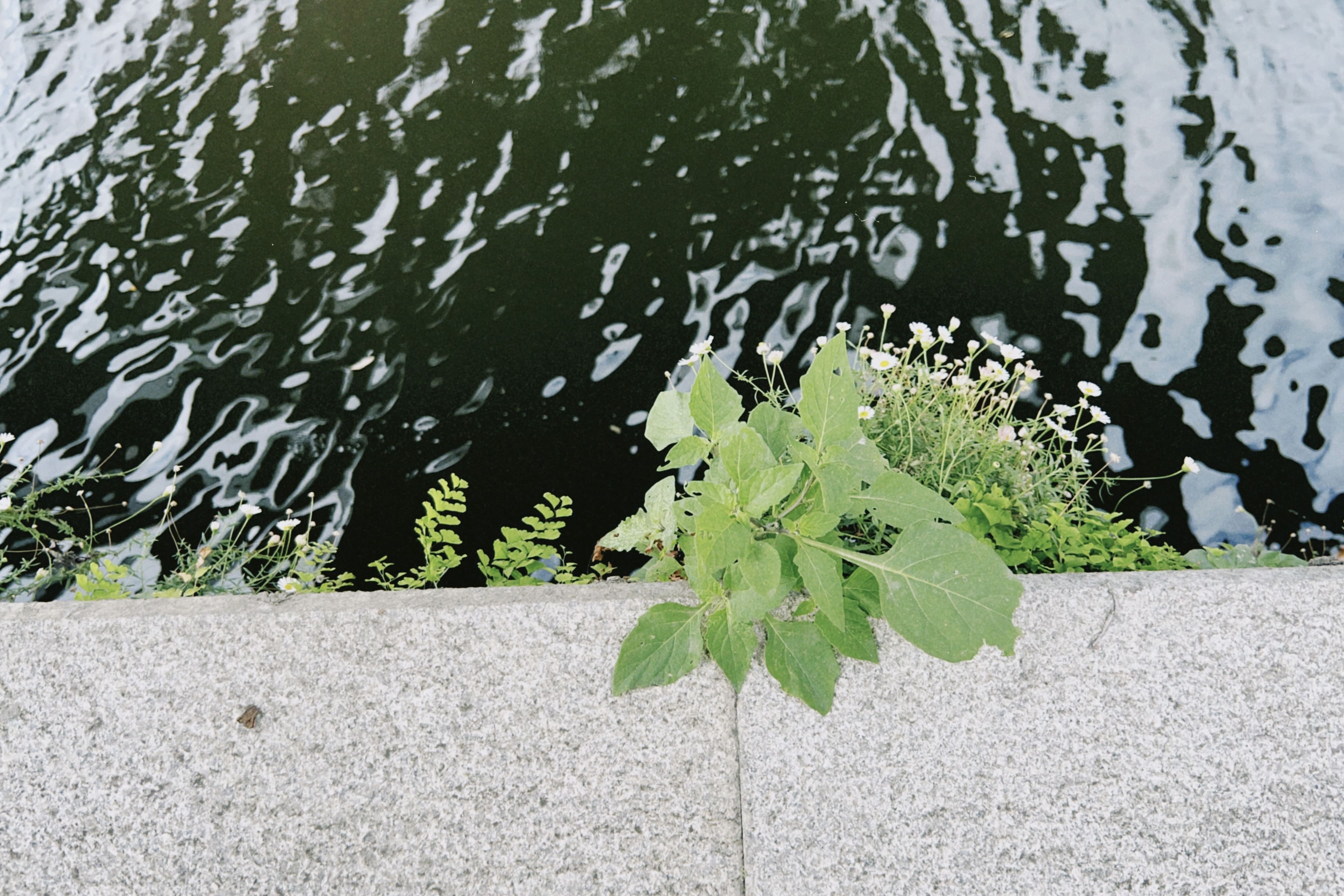 Flora espontánea urbana