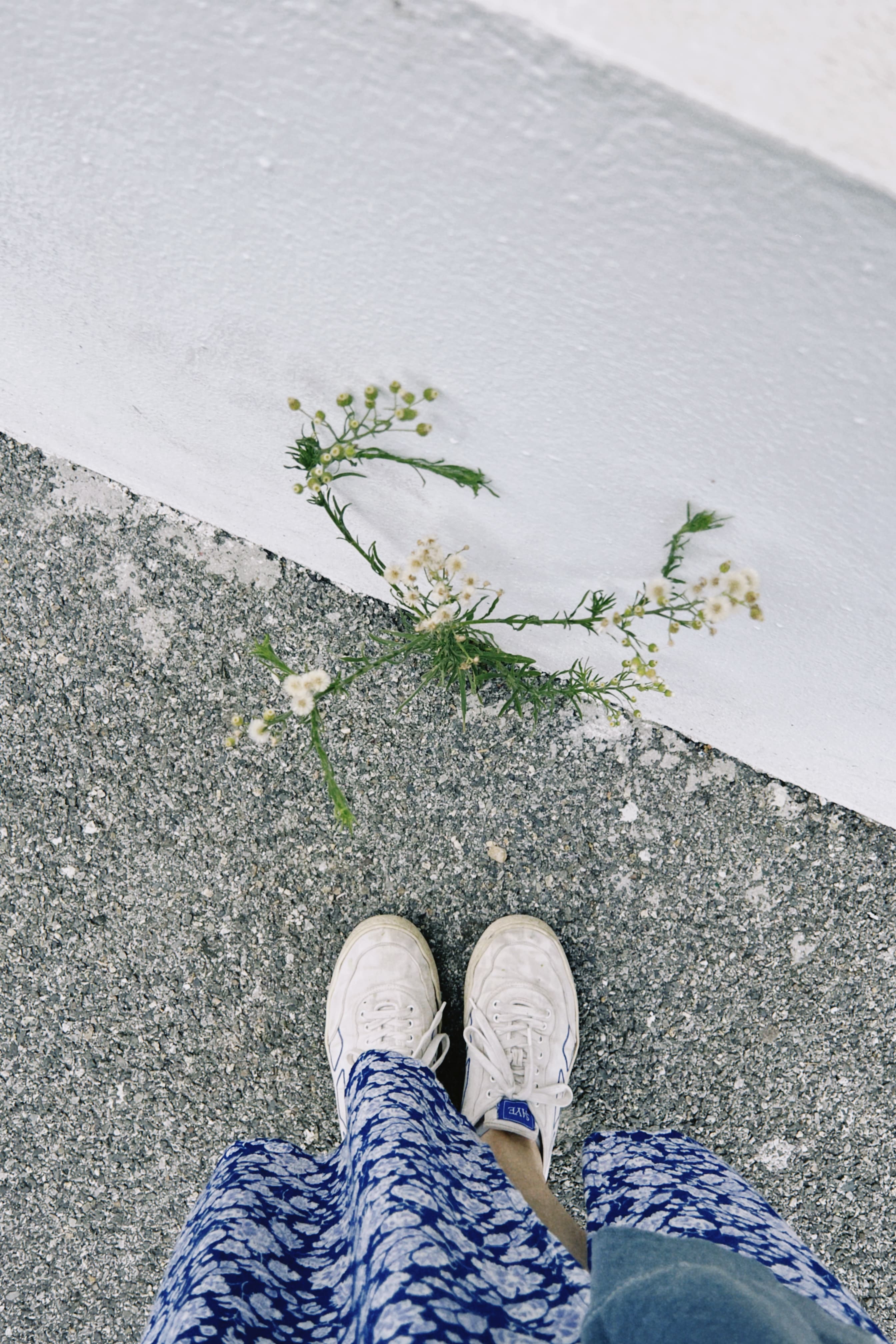 Flora espontánea urbana