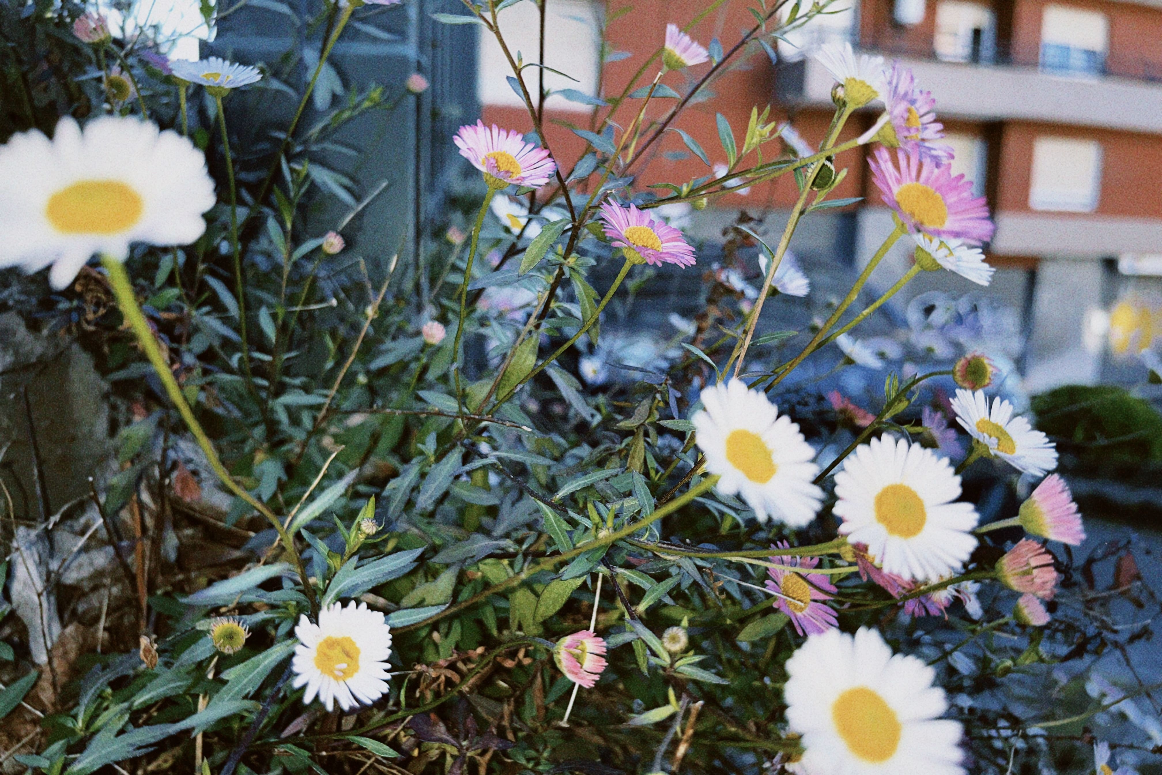Flora espontánea urbana