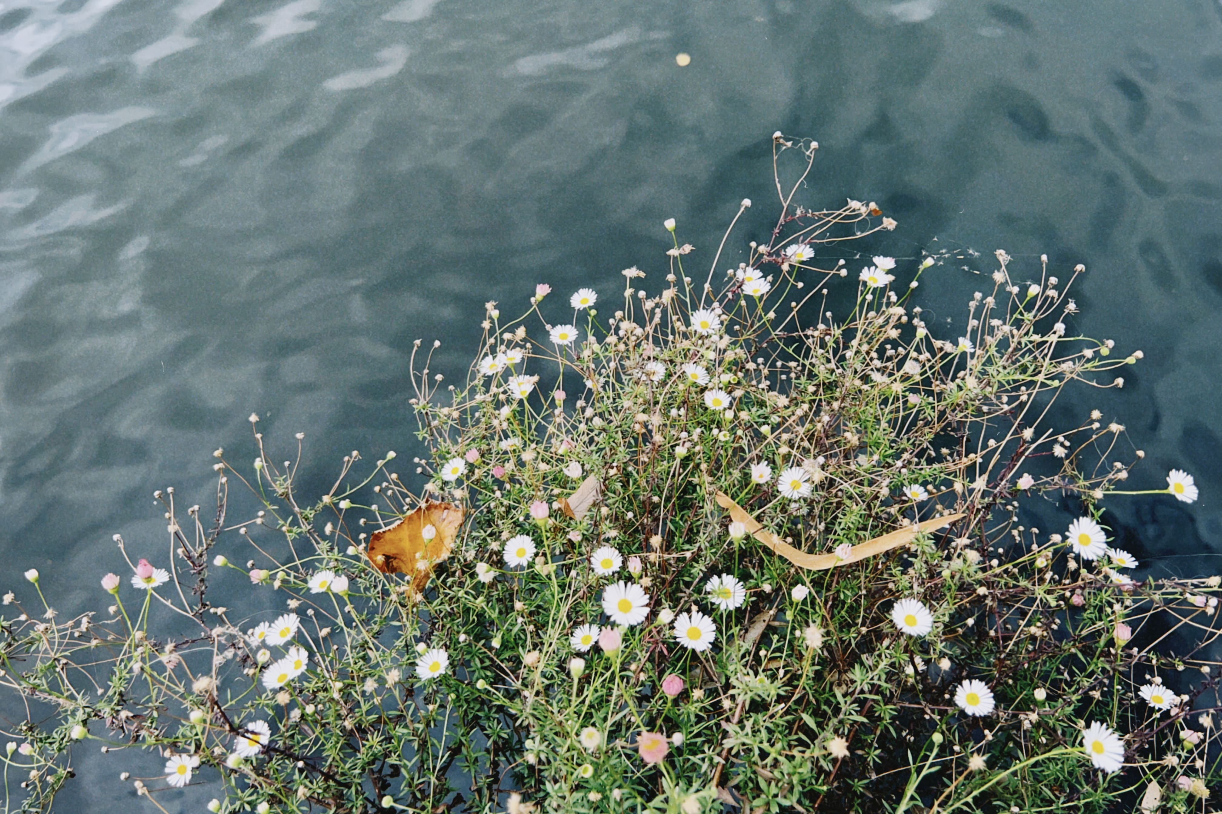 Flora espontánea urbana