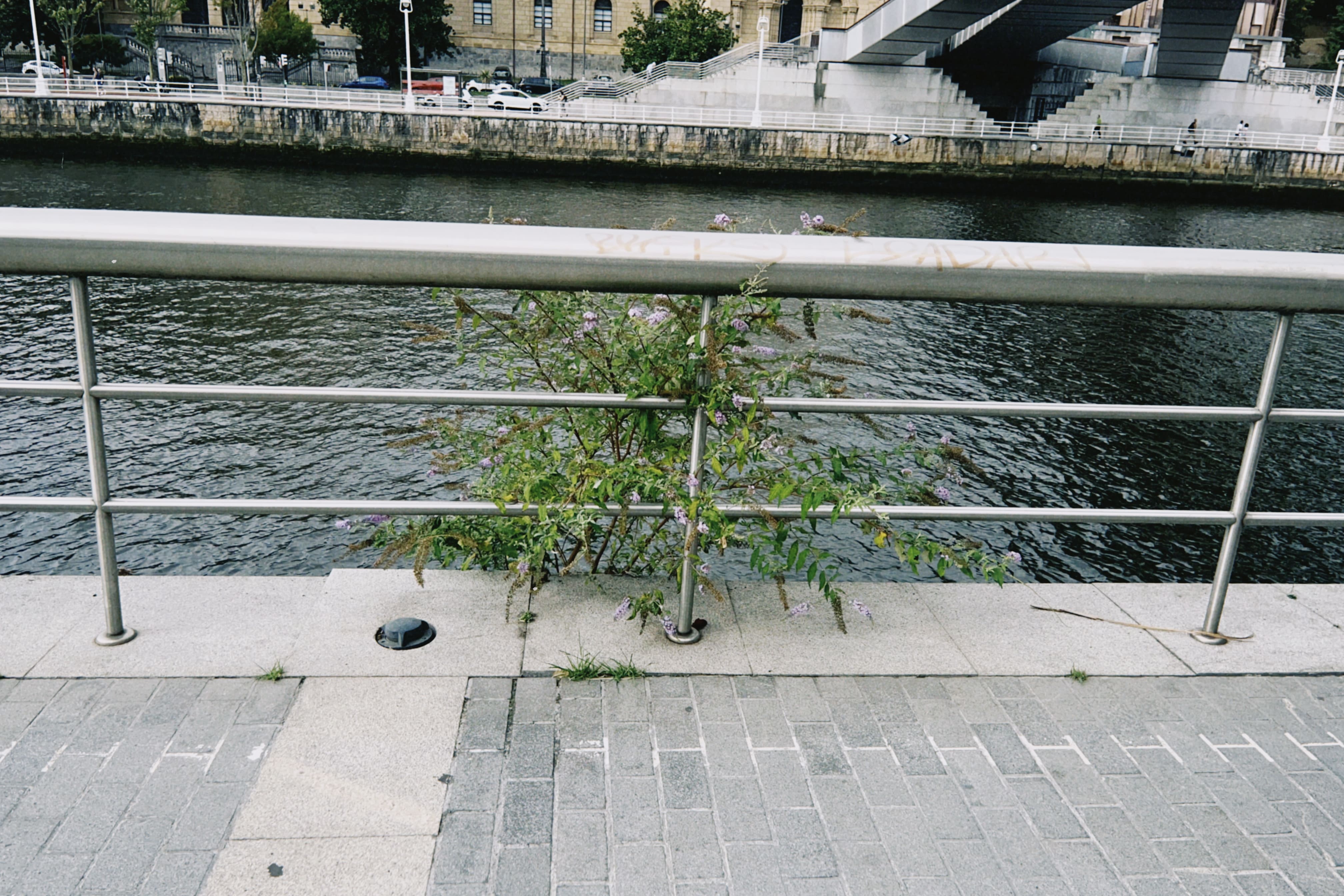 Flora espontánea urbana
