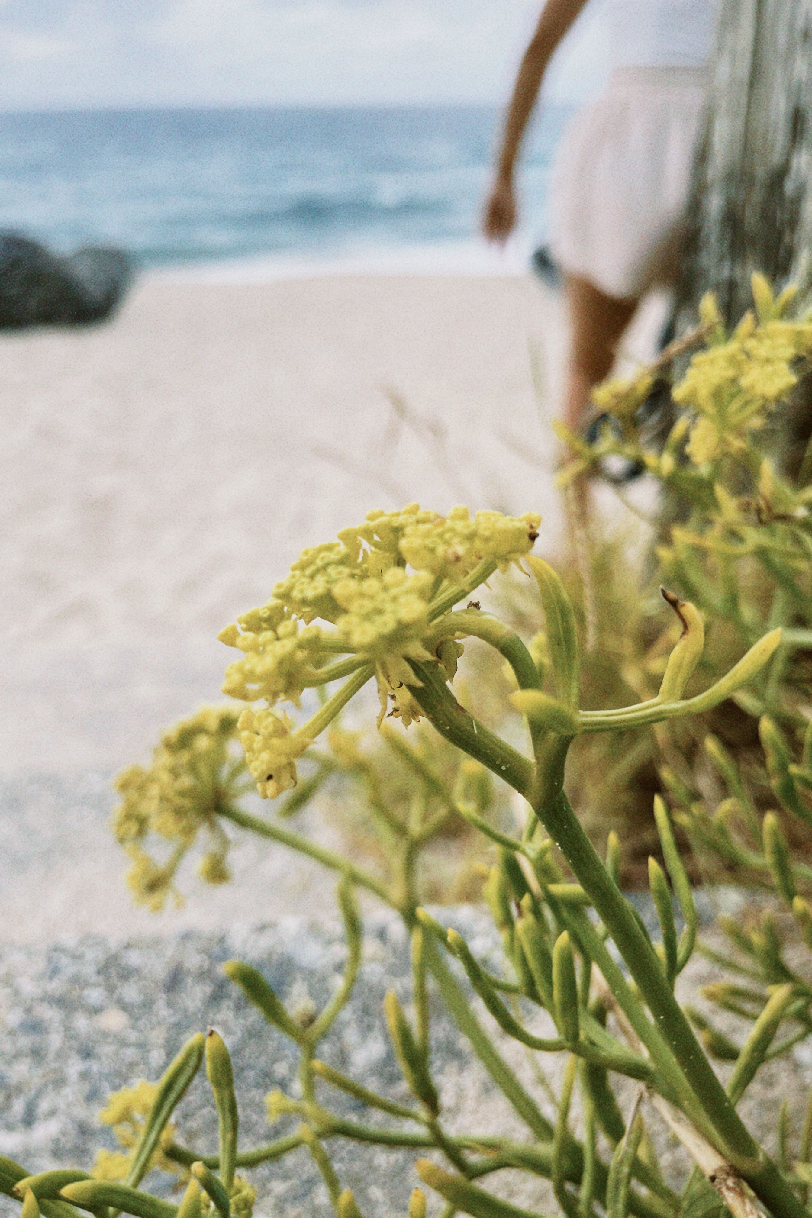 Flora espontánea urbana