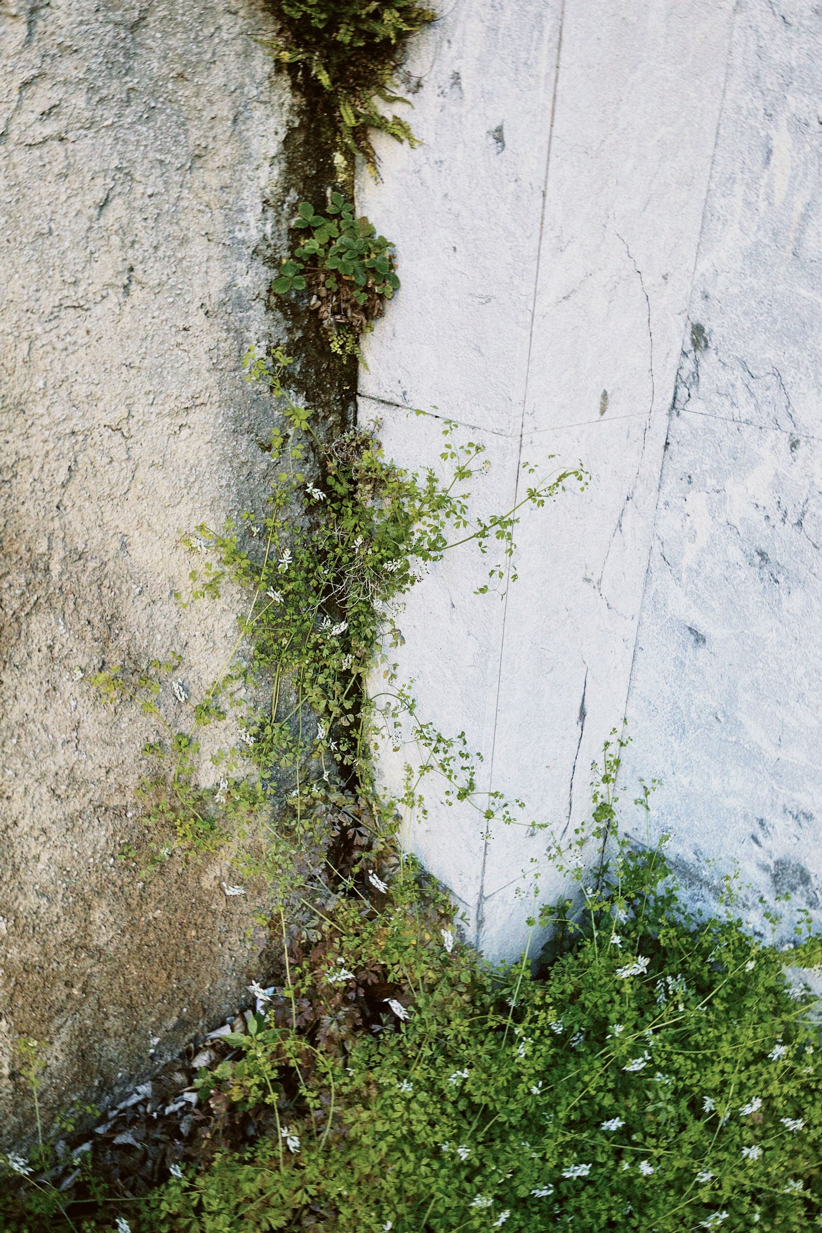 Flora espontánea urbana