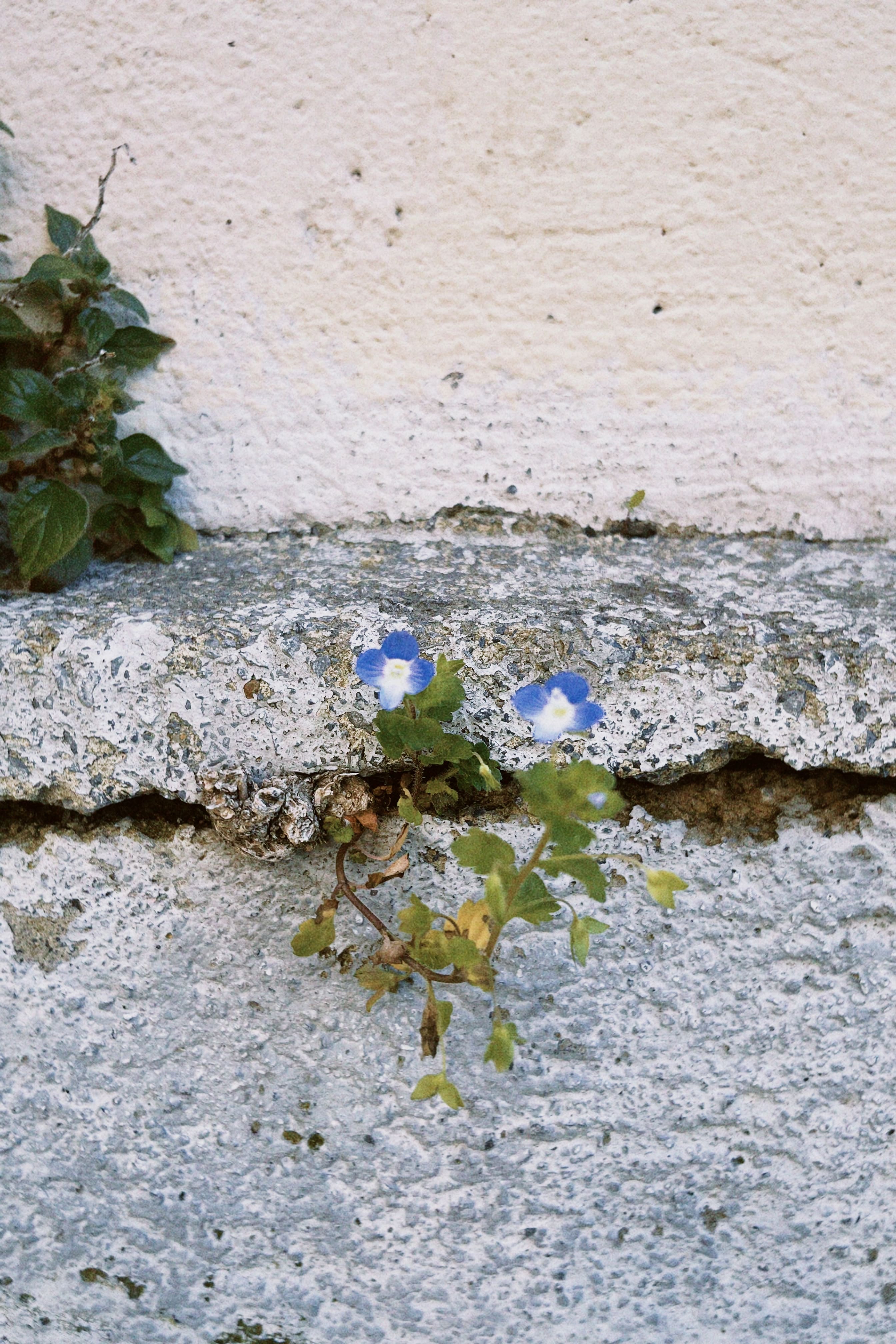 Flora espontánea urbana