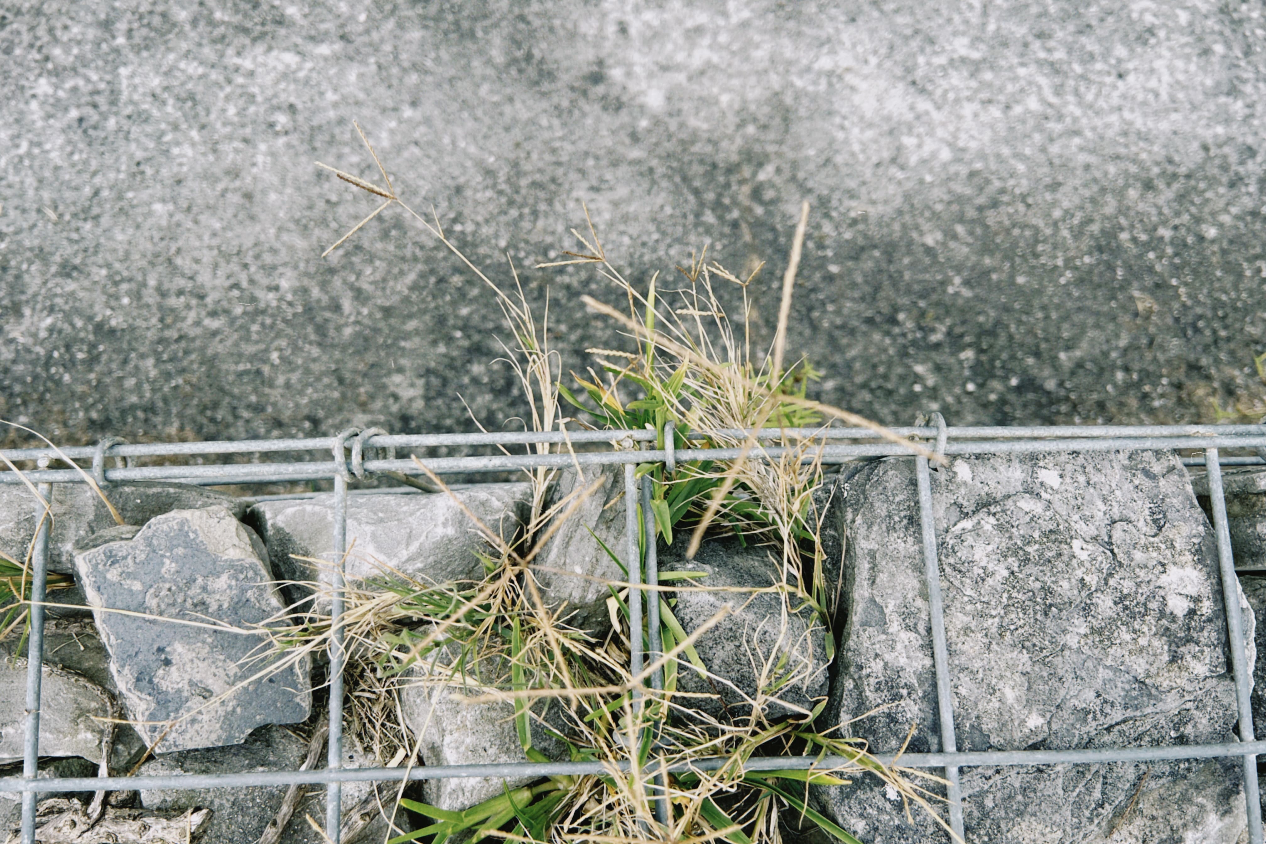 Flora espontánea urbana