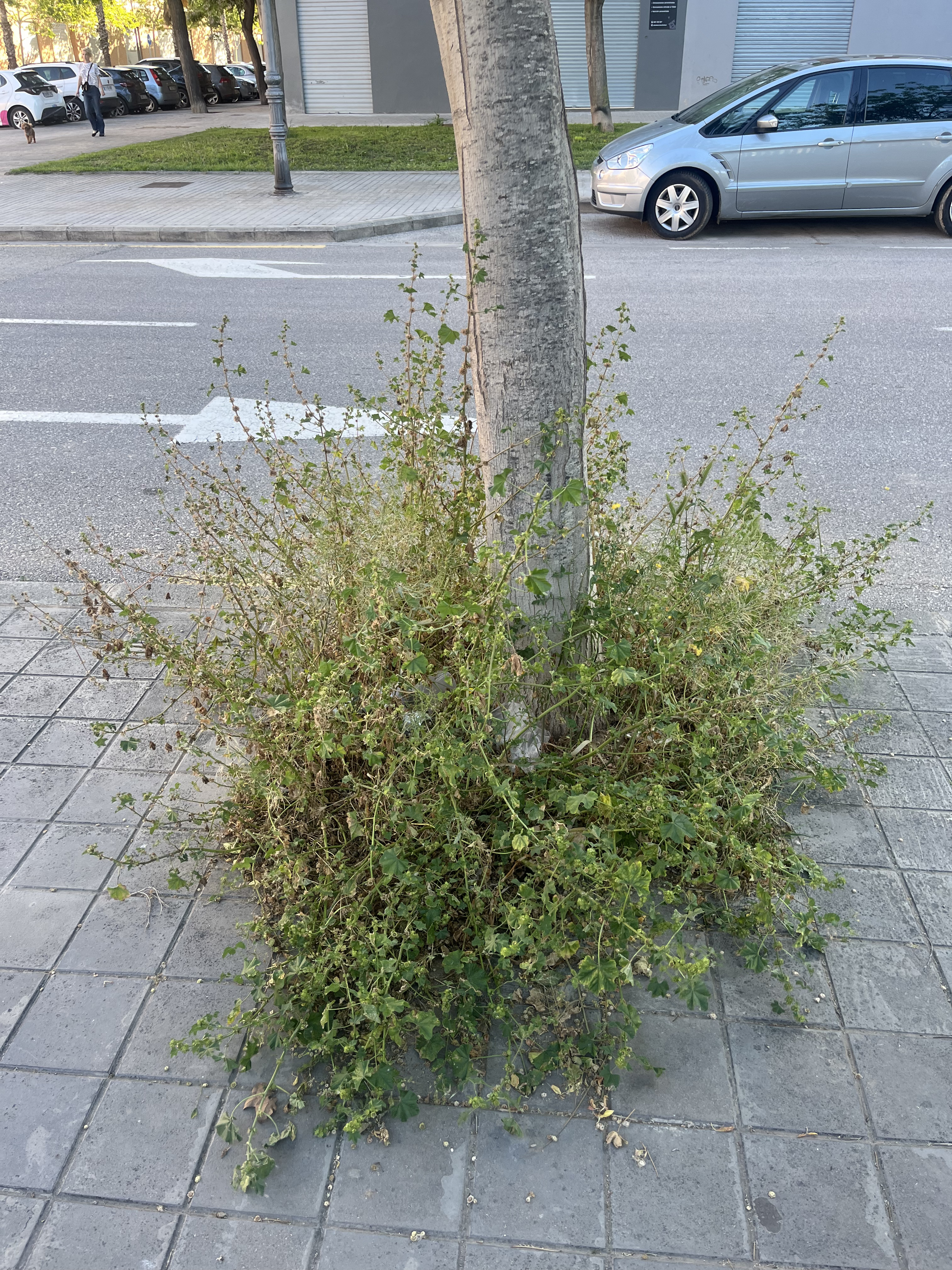 Flora espontánea urbana