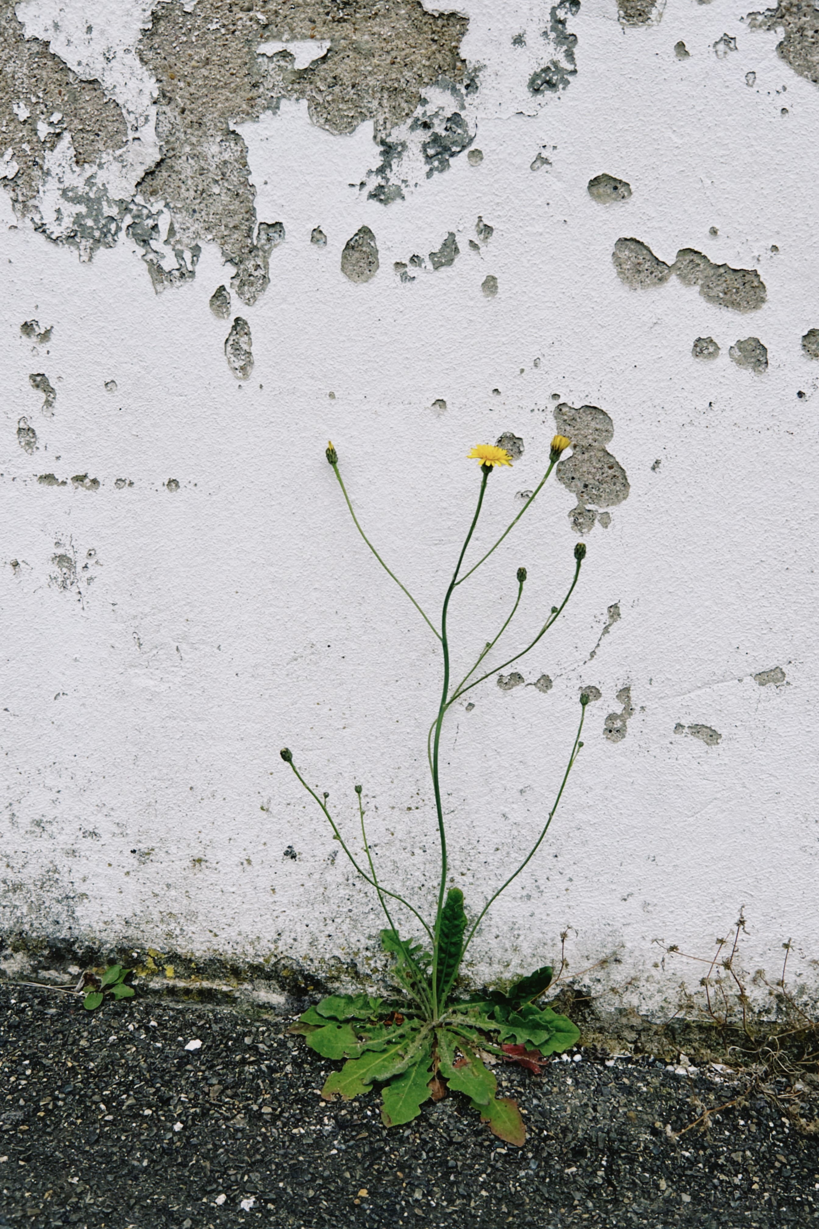 Flora espontánea urbana