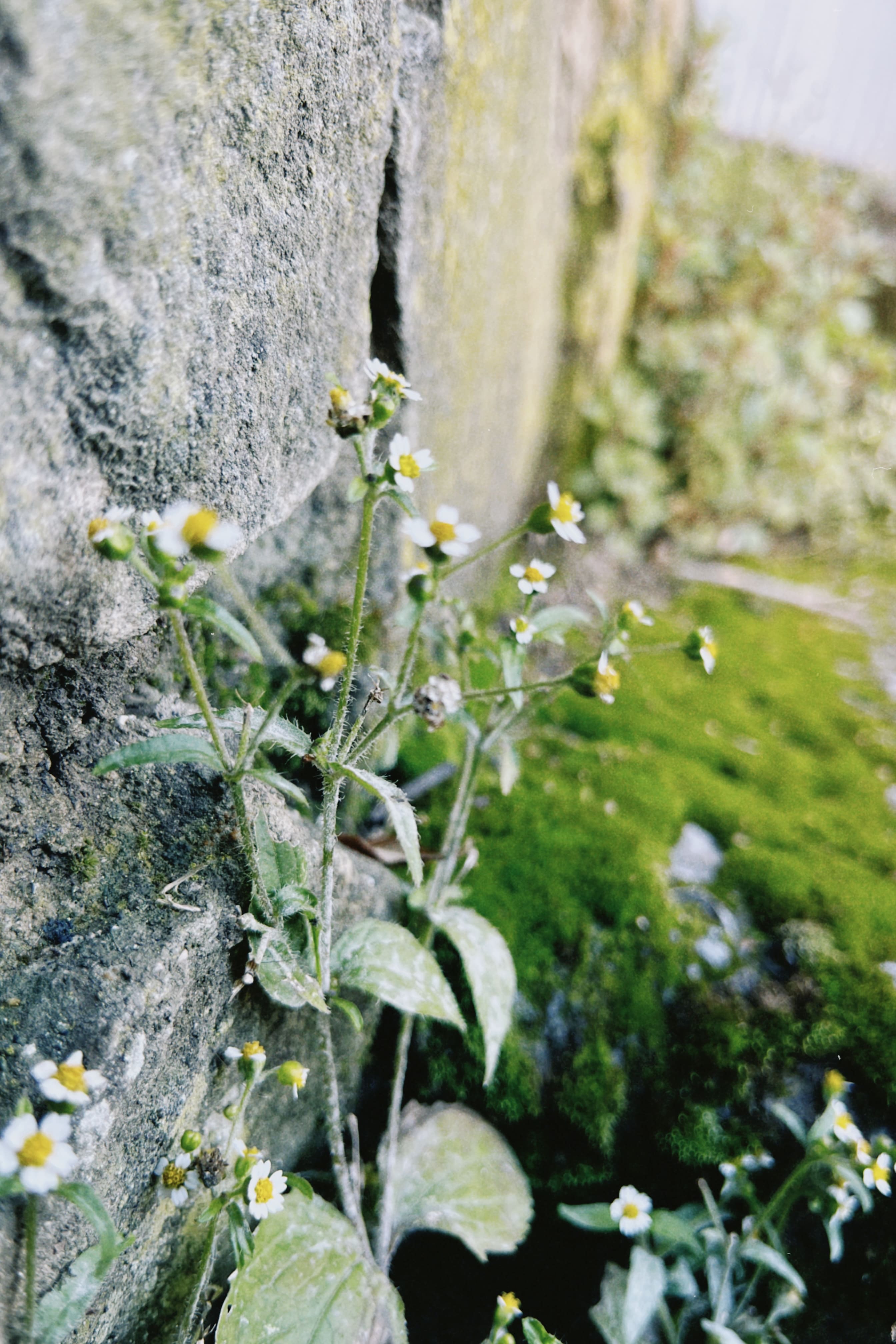 Flora espontánea urbana
