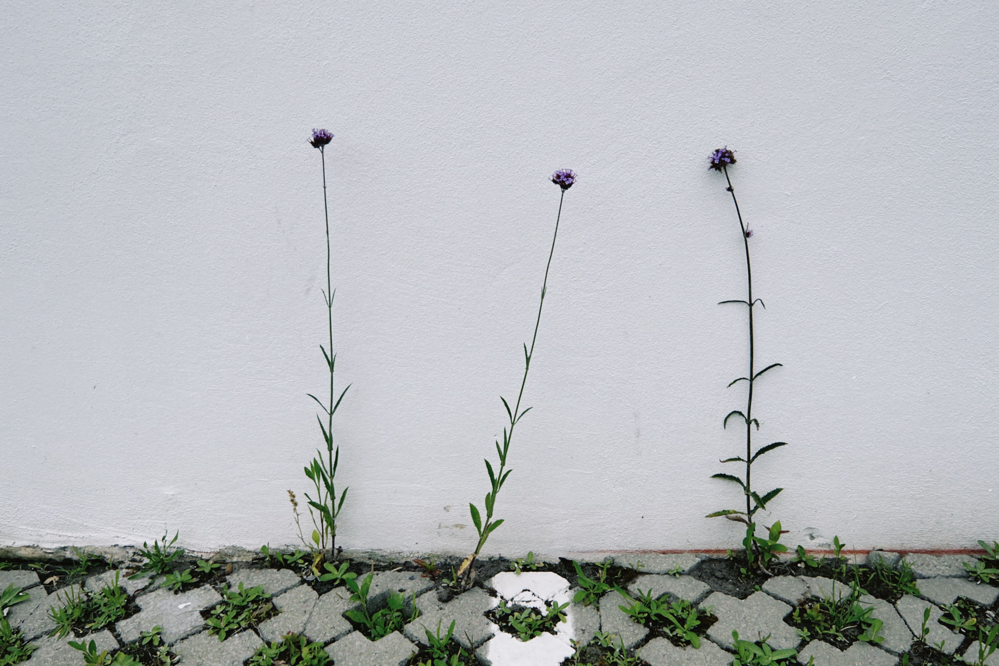 Flora espontánea urbana