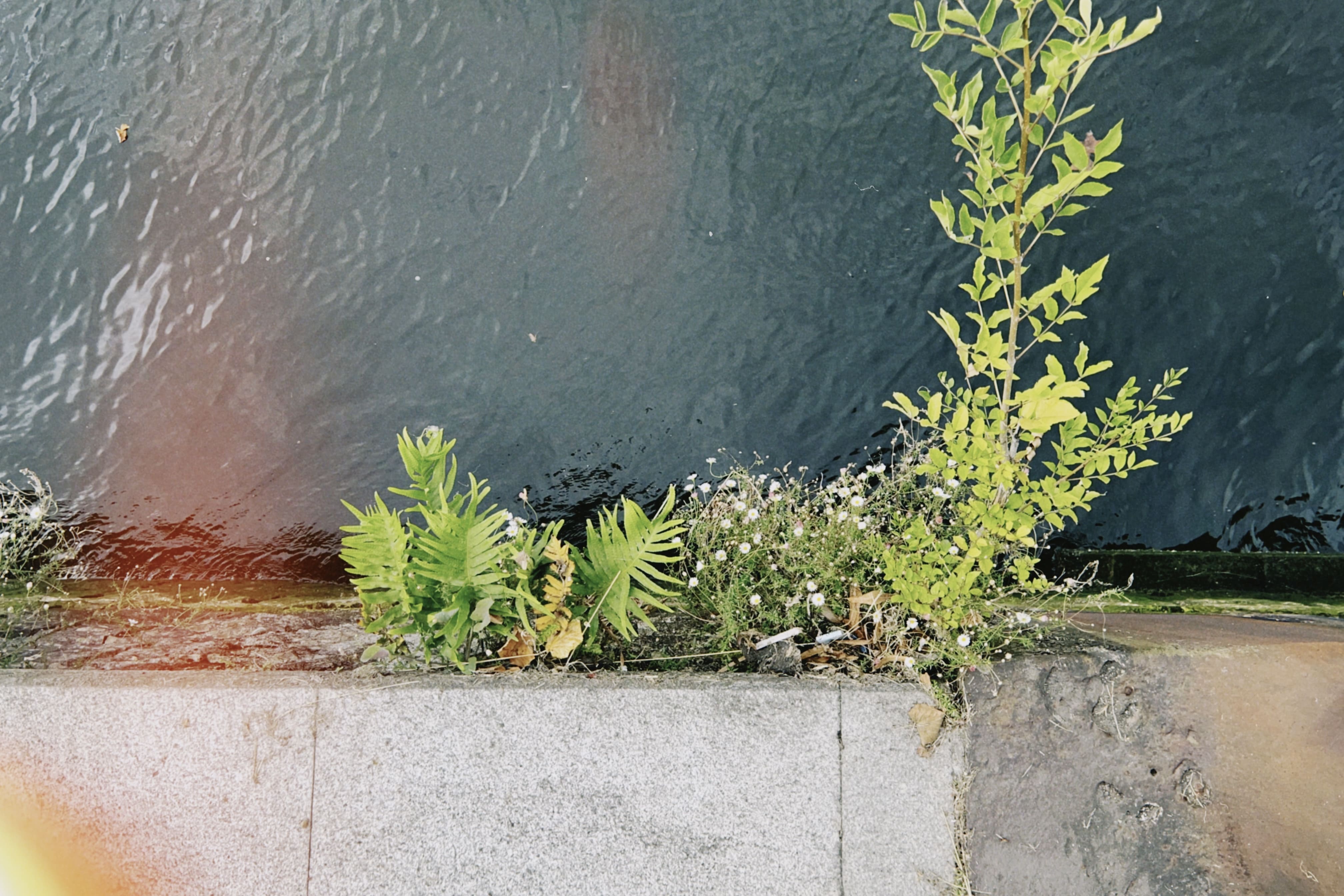 Flora espontánea urbana