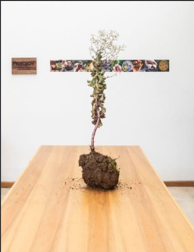 Relaciones entre plantas, humanos y otros seres