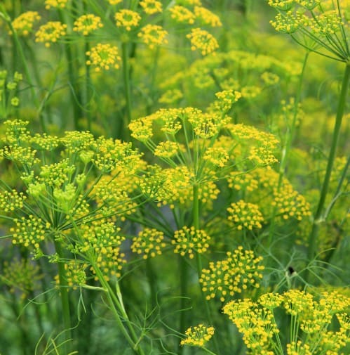 Lámina botánica de Foeniculum vulgare