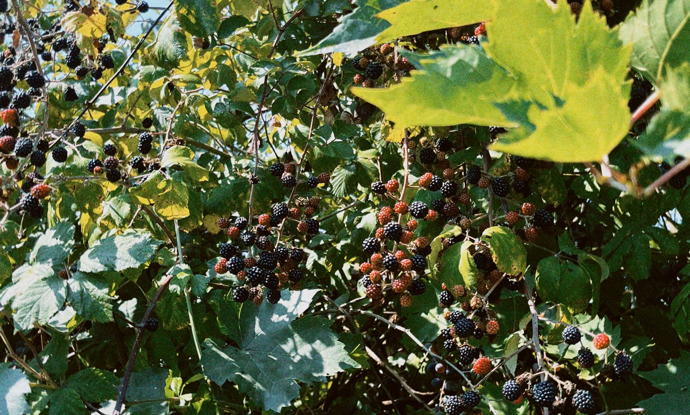 Moras de zarza