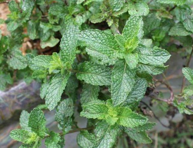 Lámina botánica de Mentha suaveolens