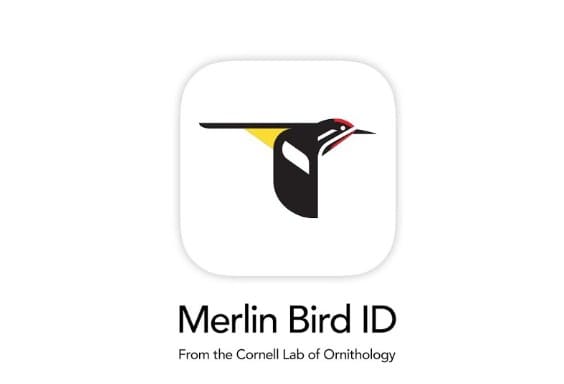 Merlin Bird ID