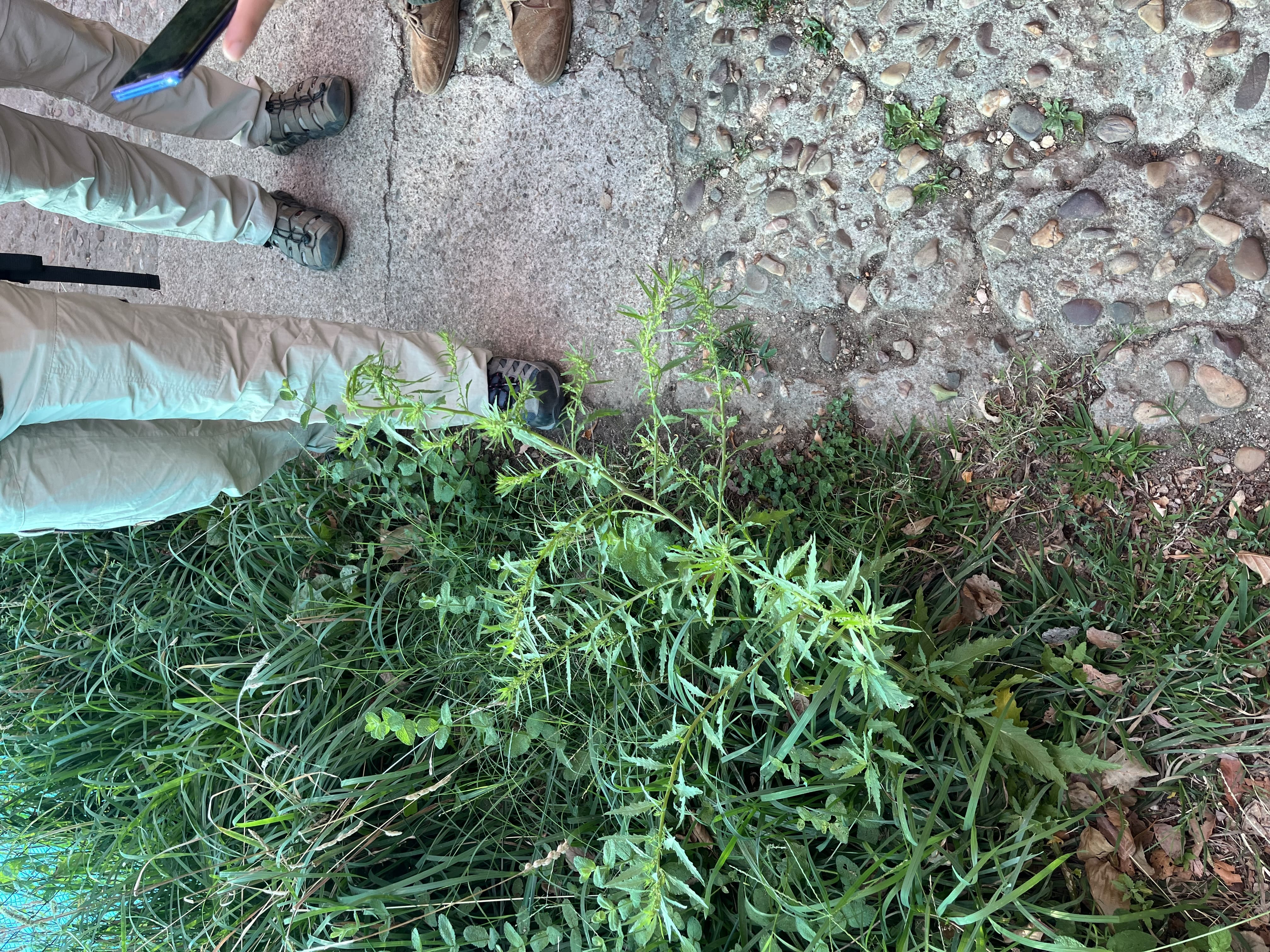 Persona utilizando una aplicación para identificar una planta