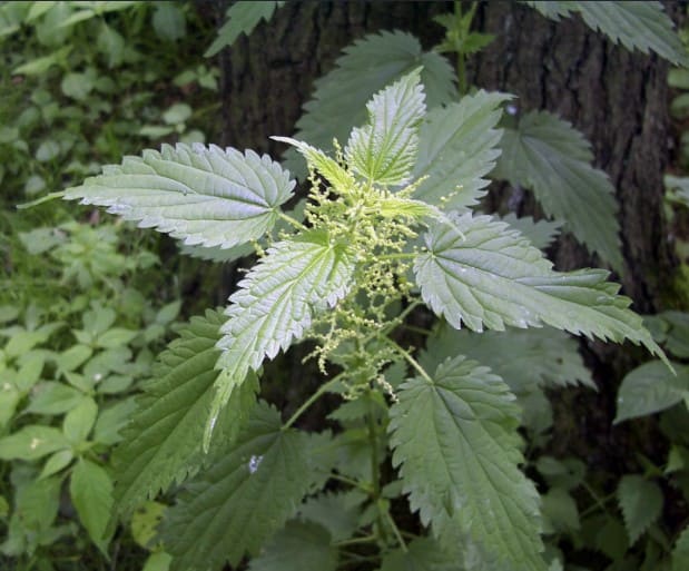 Lámina botánica de Urtica dioica