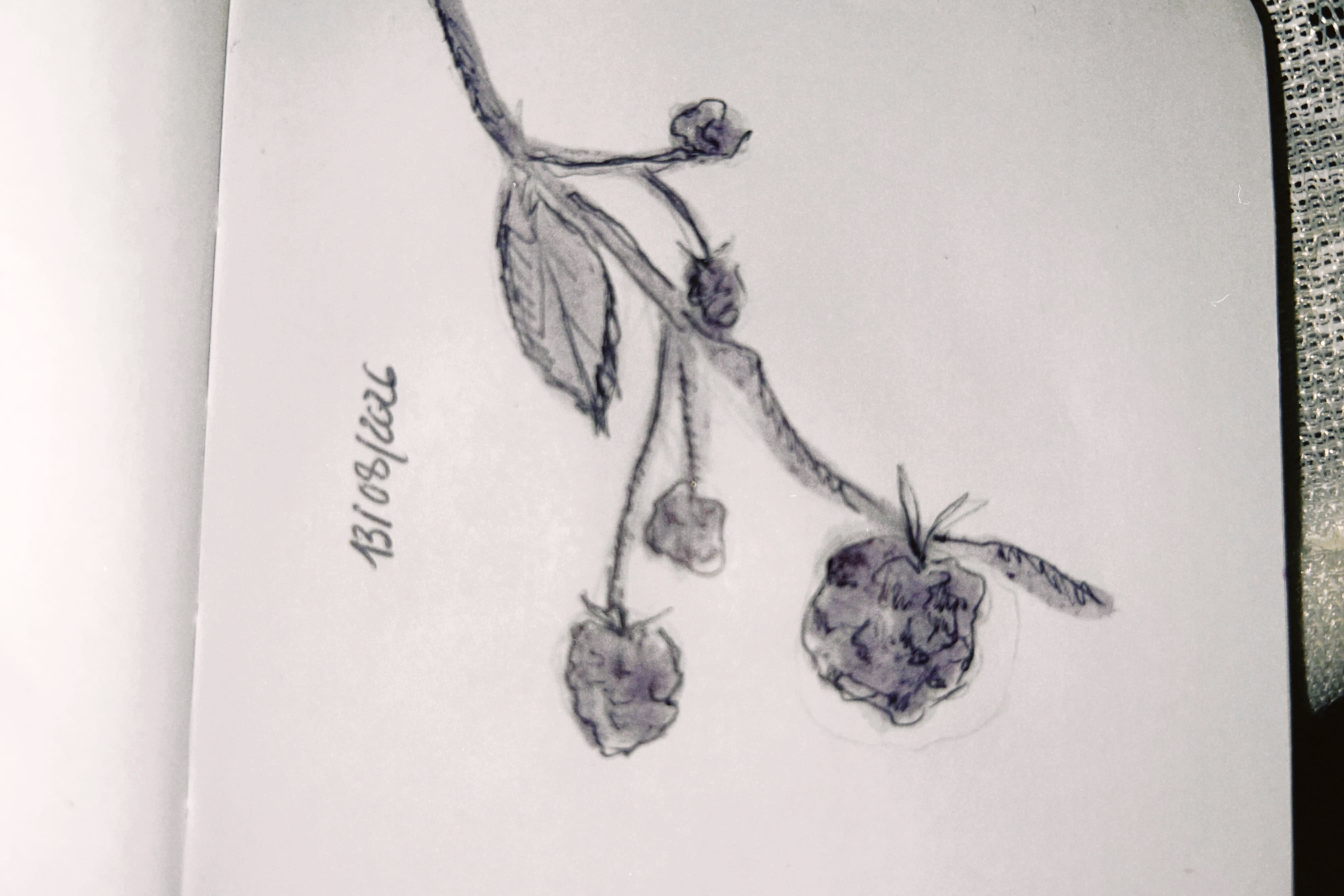 Dibujo de zarzas realizado con pigmento de mora
