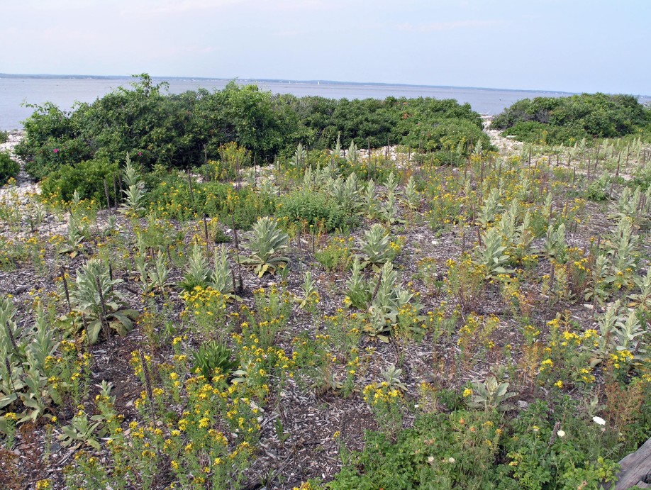 Playa de Fisher’s Island, no hay ni una sola planta autóctona. Peter del Tredeci, 2014.