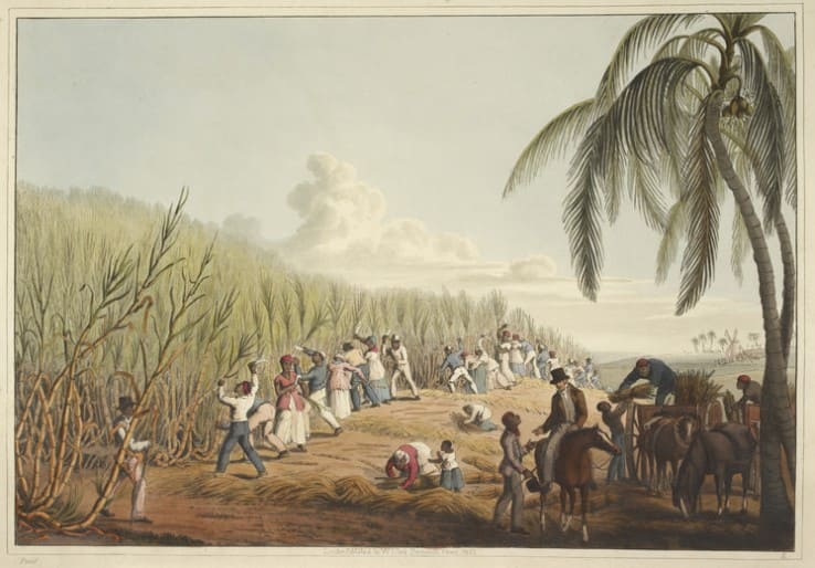 Esclavos en el corte de caña de azúcar. William Clark.