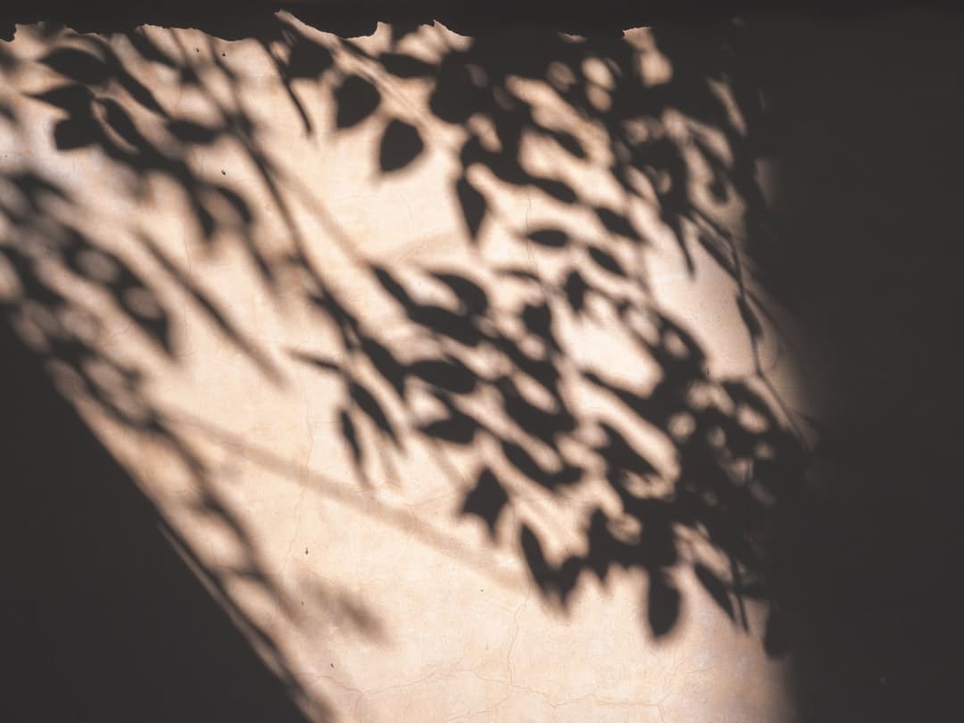 Sombra de un árbol