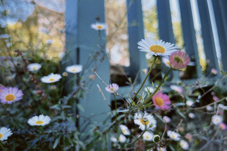 Galería de flora espontánea urbana