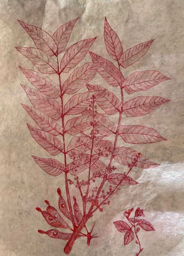 Collage vegetal